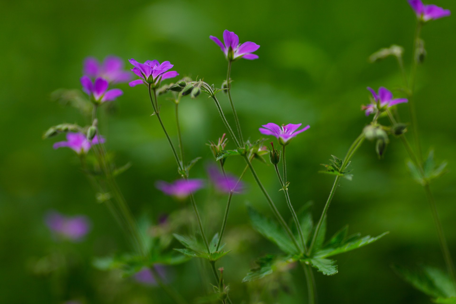 purple flowers summer green background