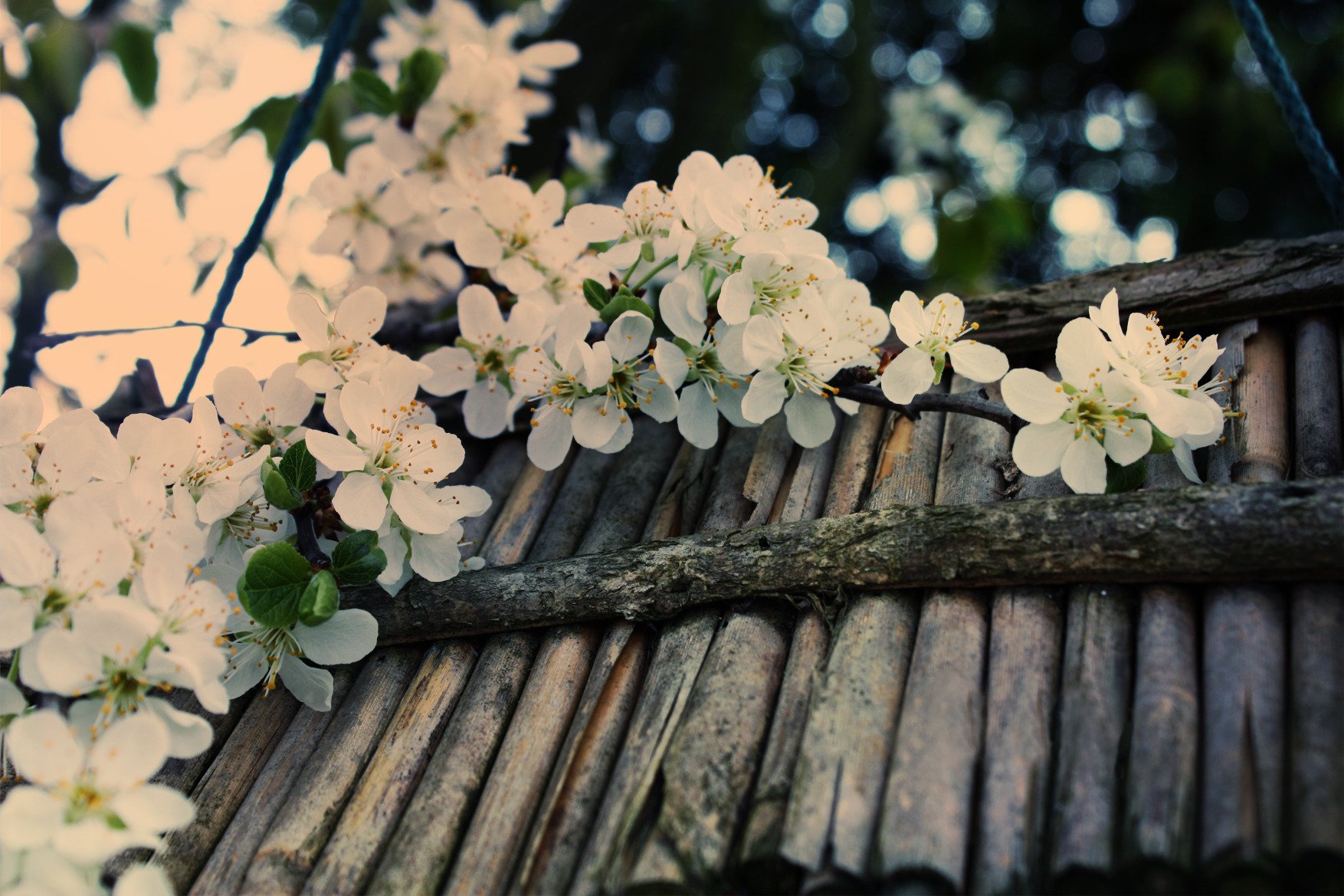 bloom cherry branch white tree sticks bark close up spring reflections blur