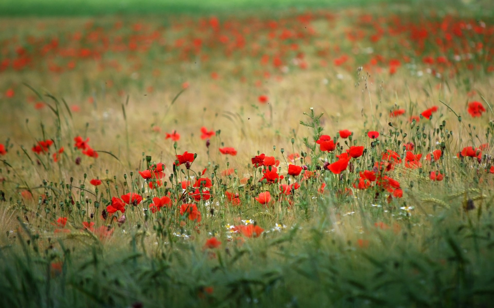 natura pole kwiaty rośliny maki tło tapety