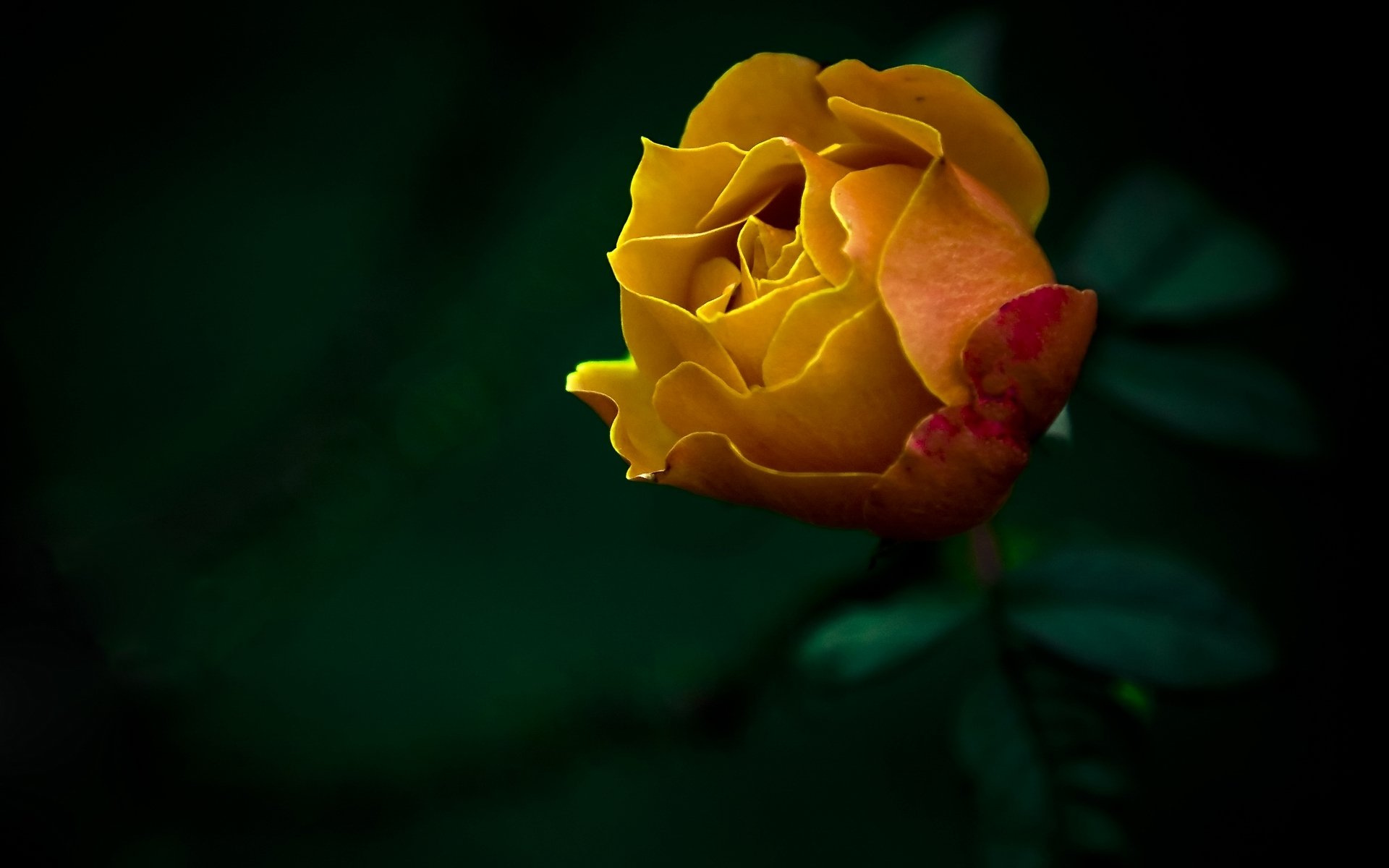 fiori rosa natura foto