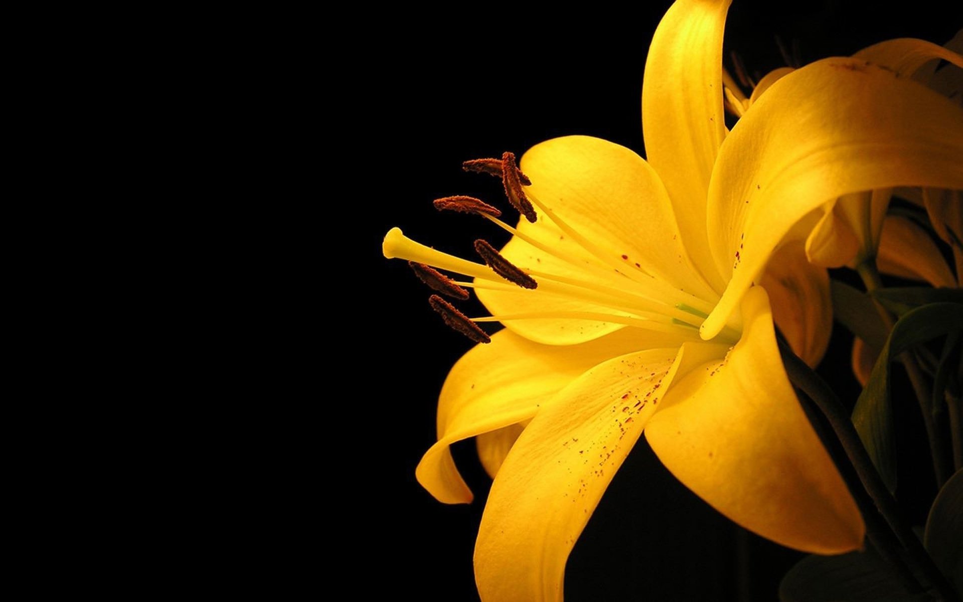 lily yellow minimalism