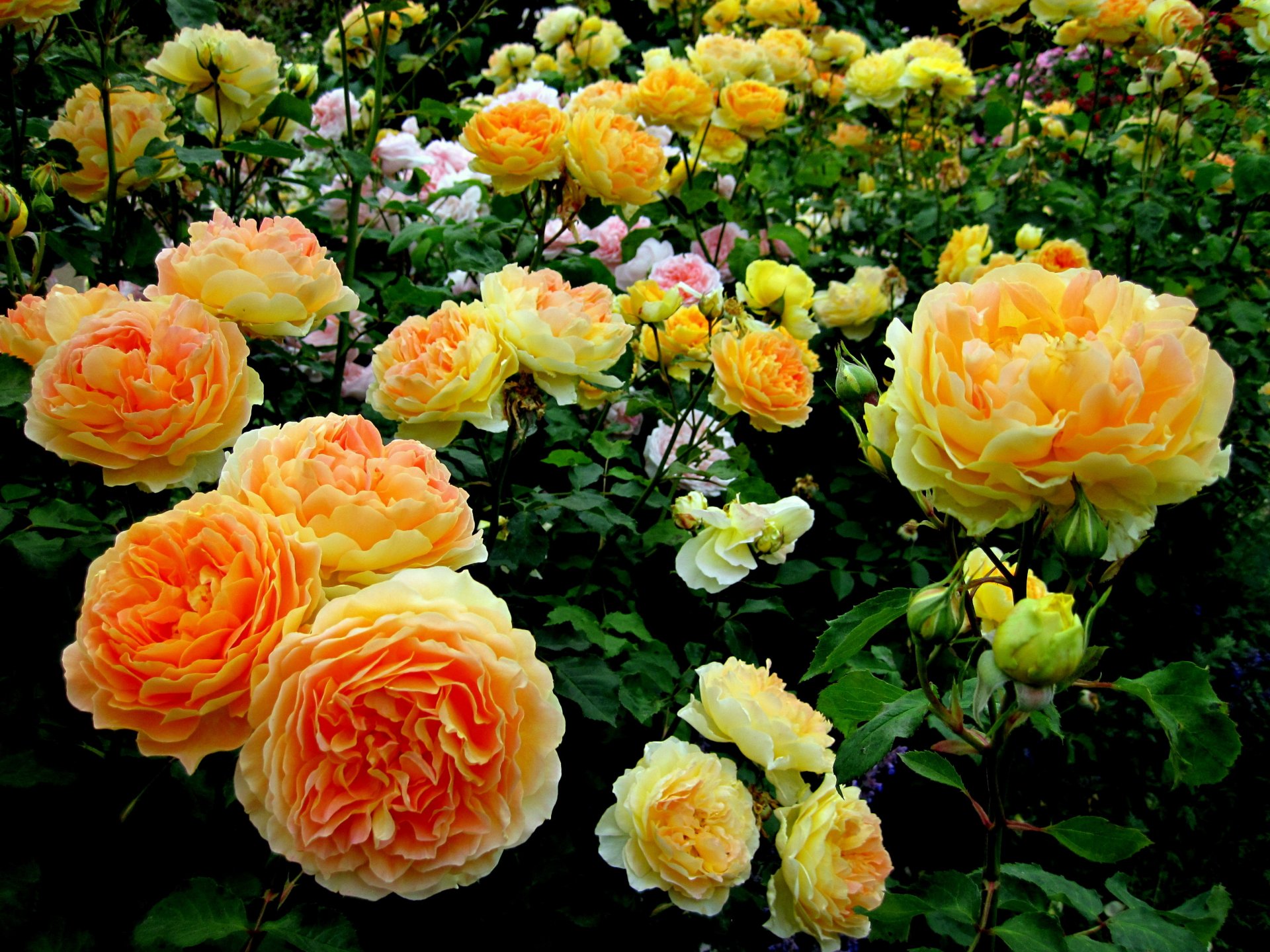 flores rosas jardín