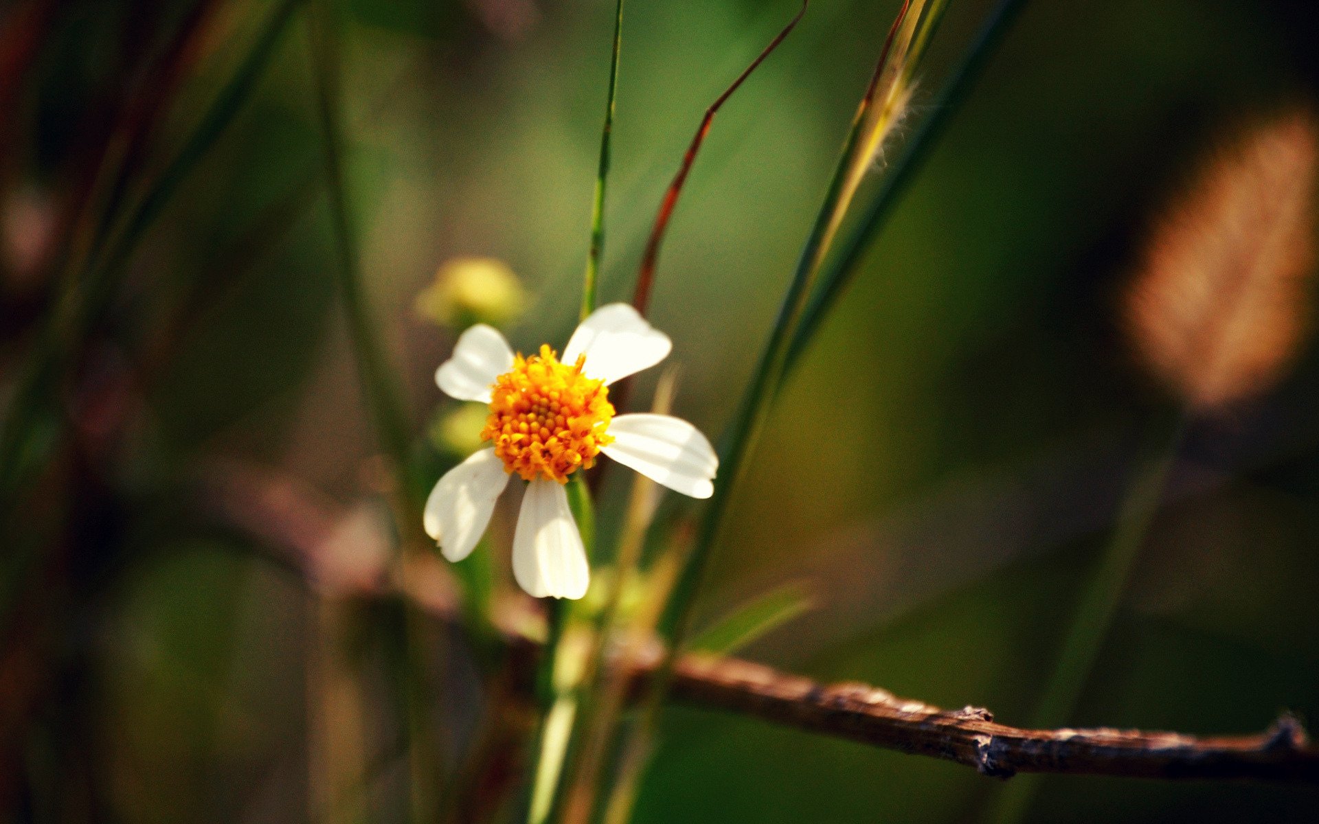 close up plants leaves flower petals the stem