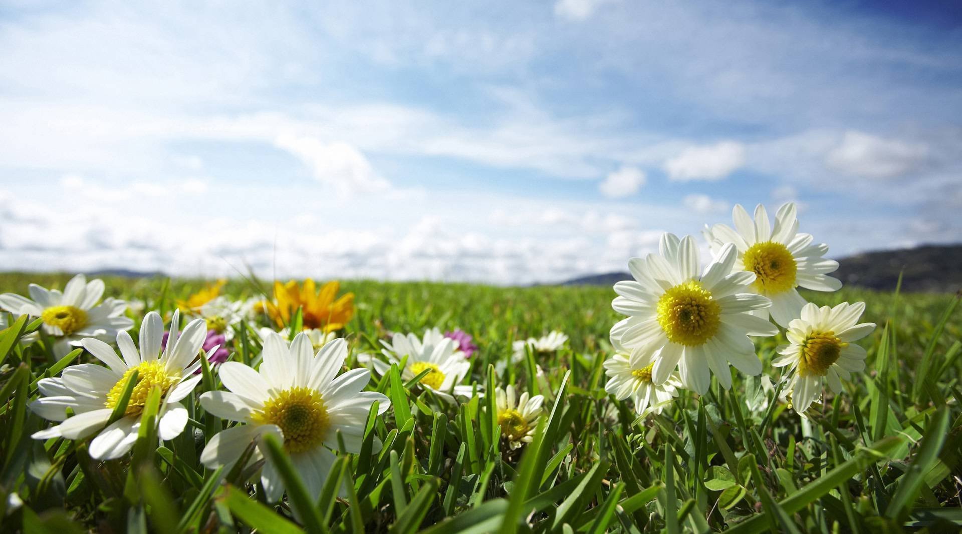 natura rośliny pole trawa kwiaty stokrotki niebo światło promienie słońce