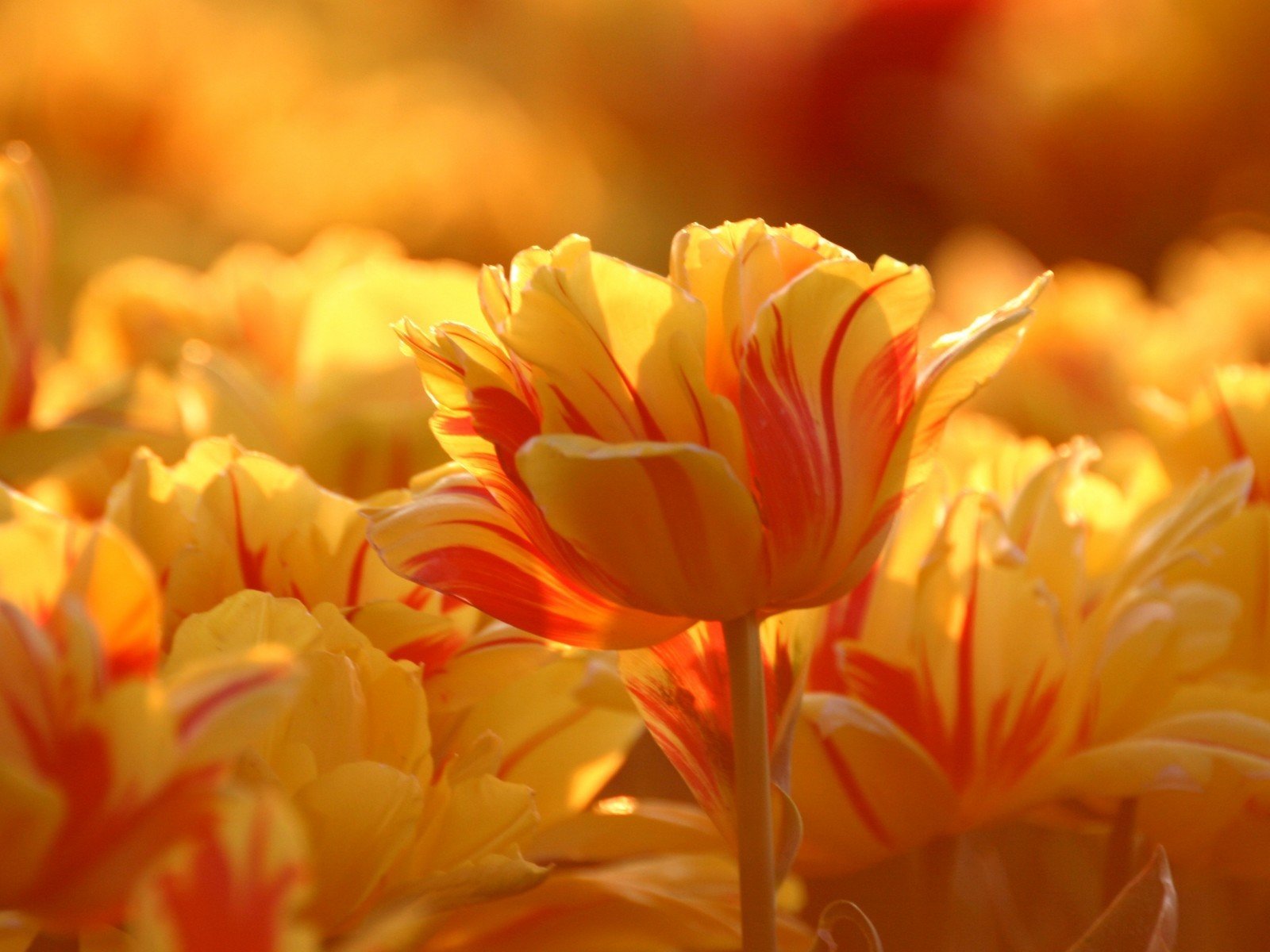 tulipes bourgeon jaune