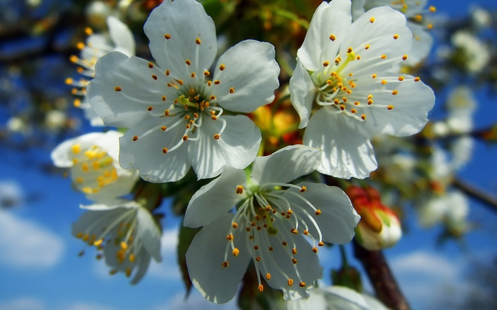 blüte weiß frühling