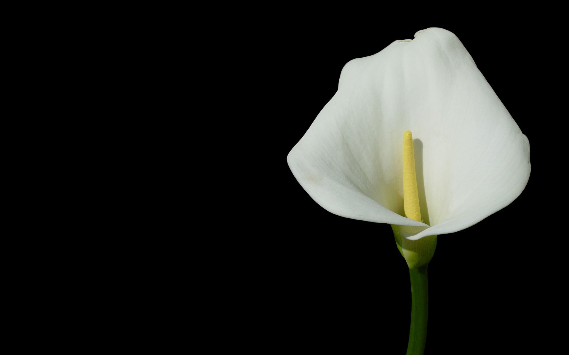 calla flor fondo oscuro