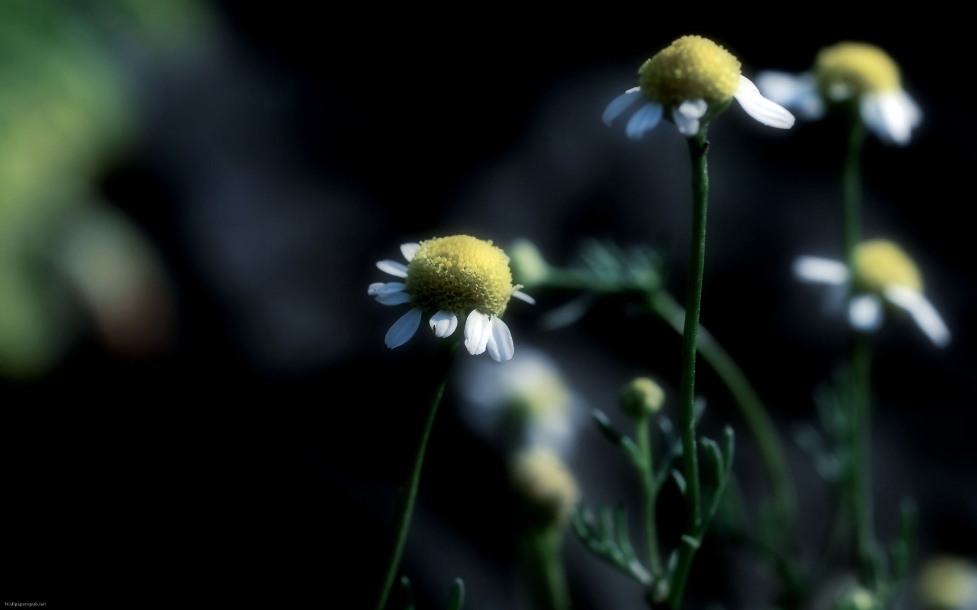 close up chamomile focu