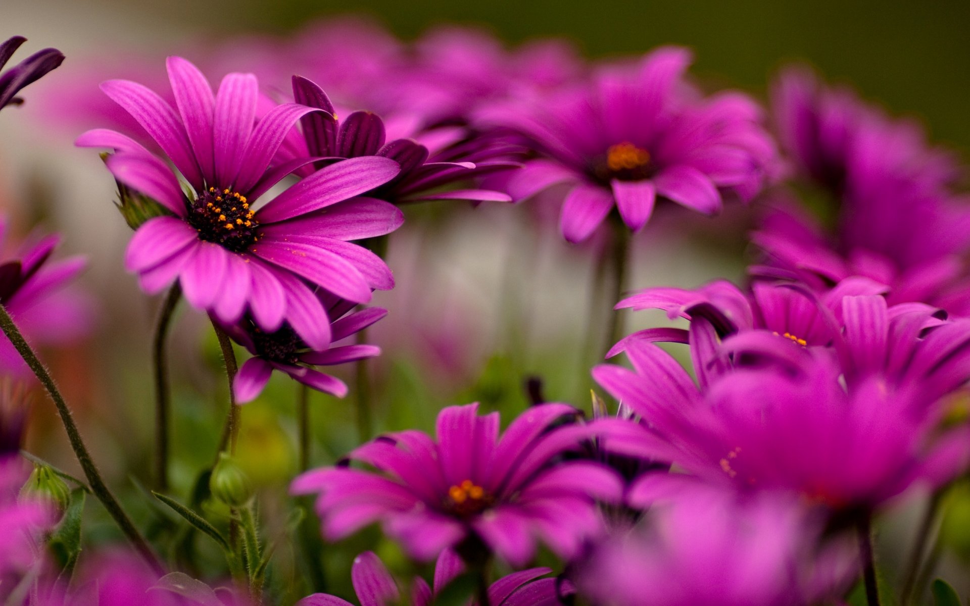 fleurs gros plan de bonne qualité beauté