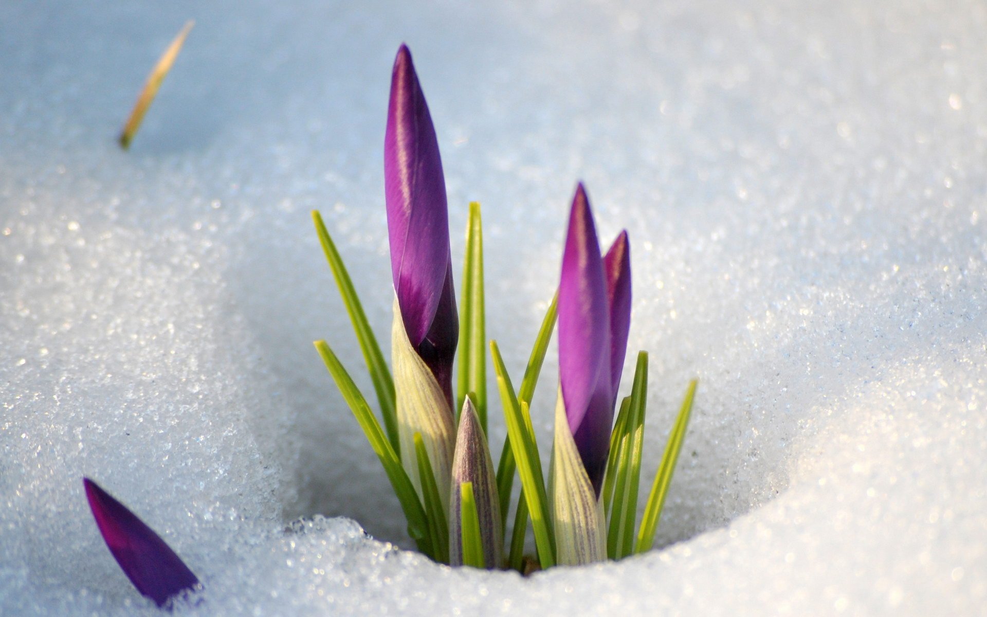 blumen schnee frühling