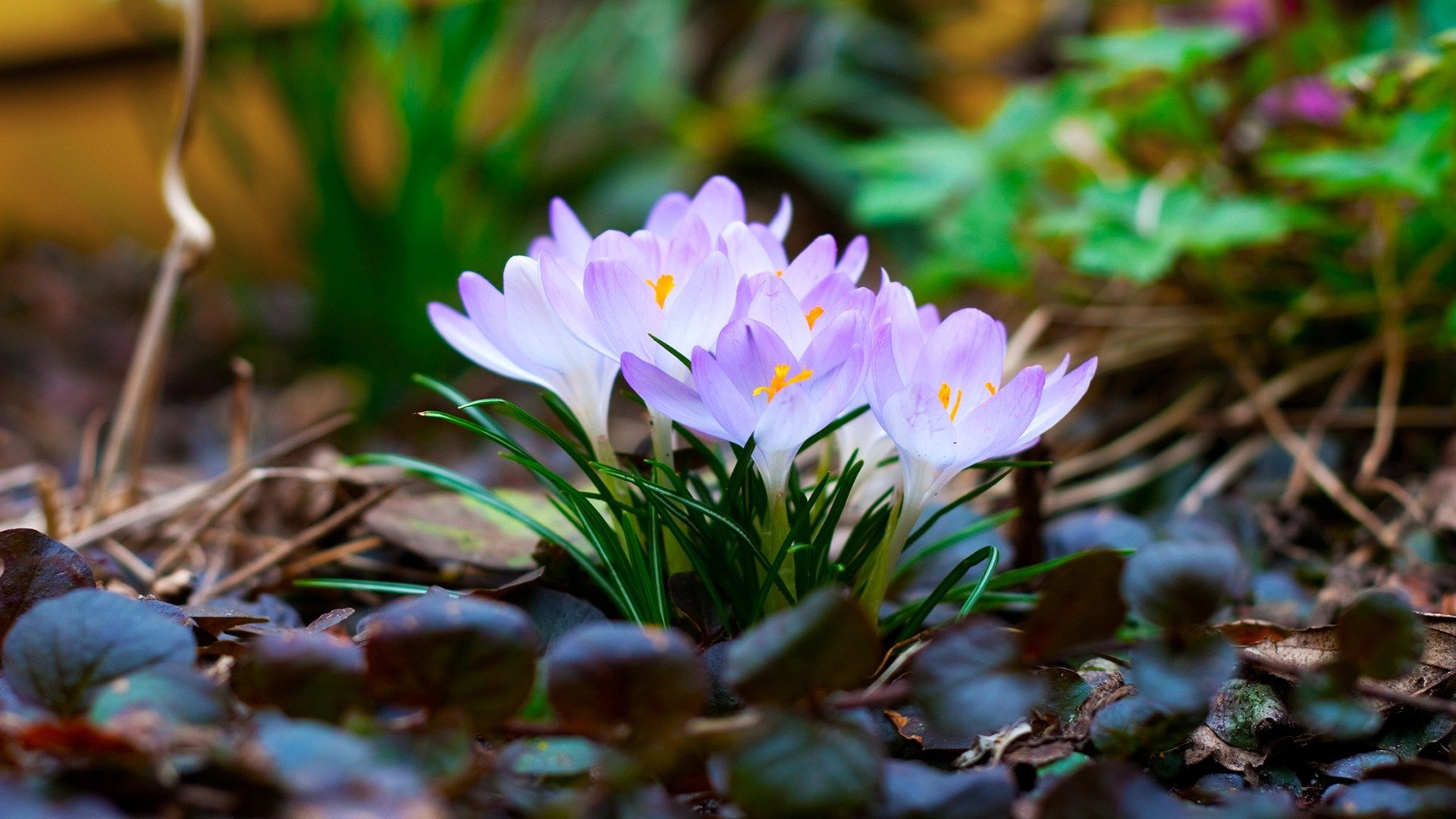 crocus feuilles primevères printemps gros plan