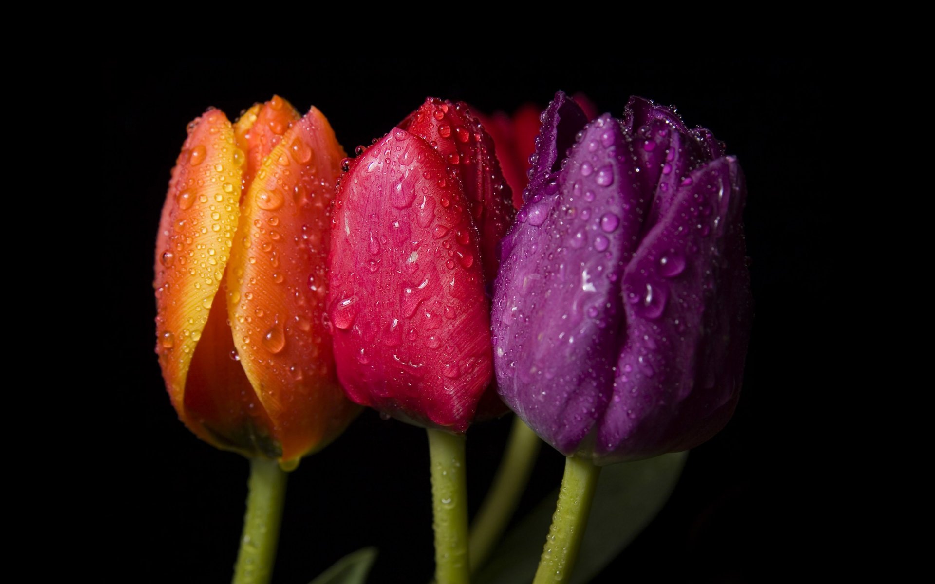 three tulip orange red purple flowers bright drops close up