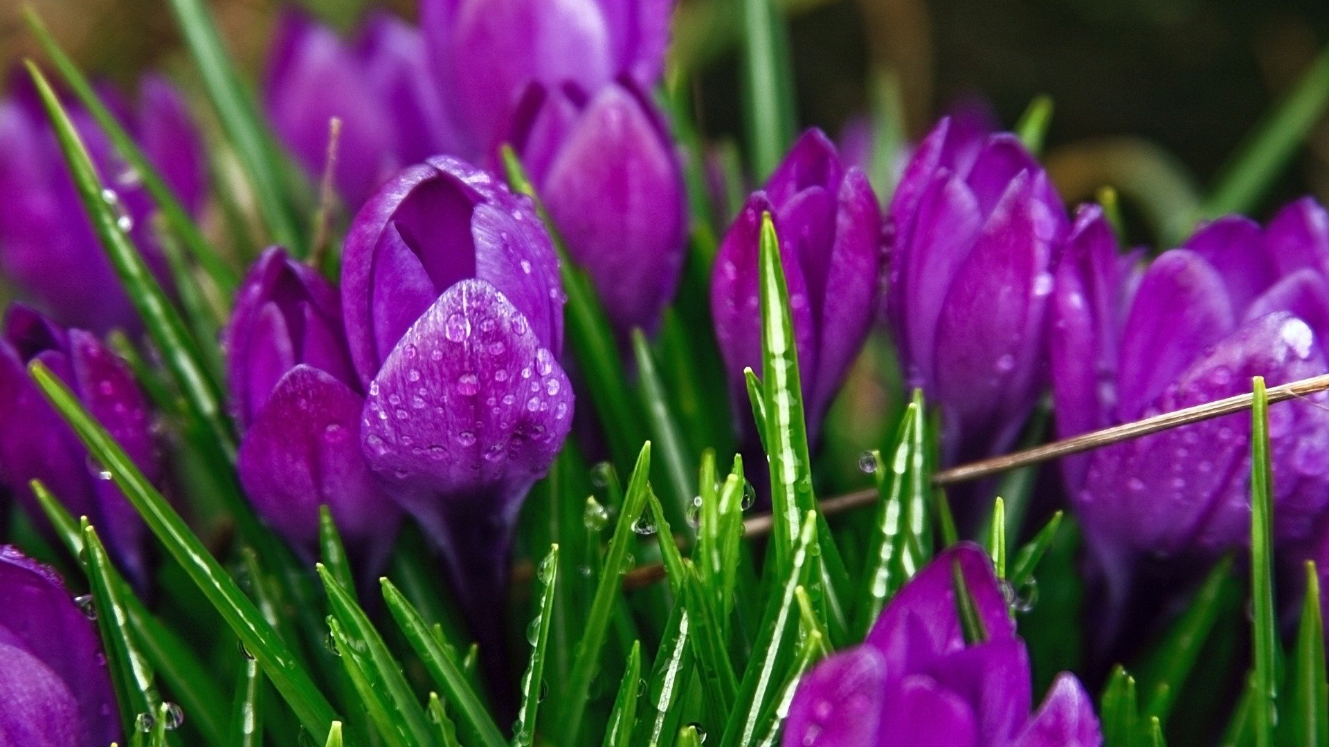 tulipanes tallos hojas pétalos macro rocío gotas