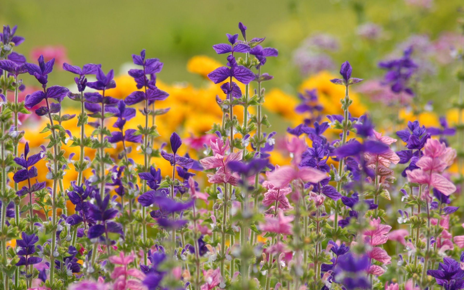 wiese feld sommer