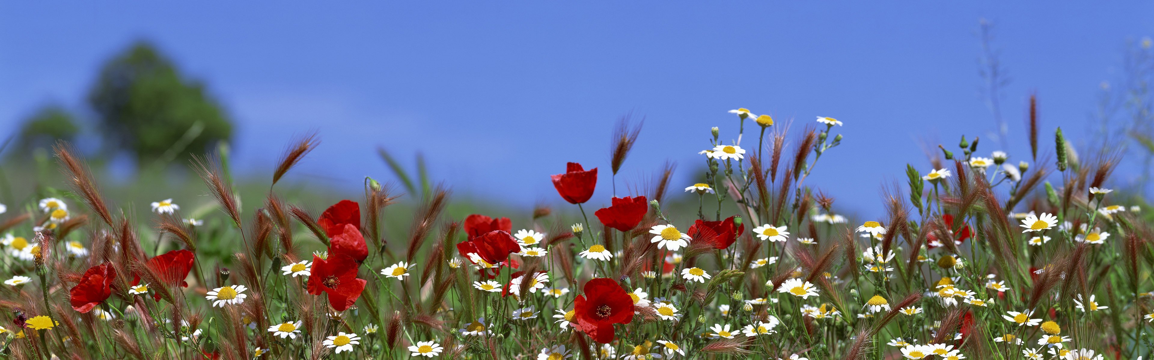 himmel blumen mohn gänseblümchen sommer gras ohren