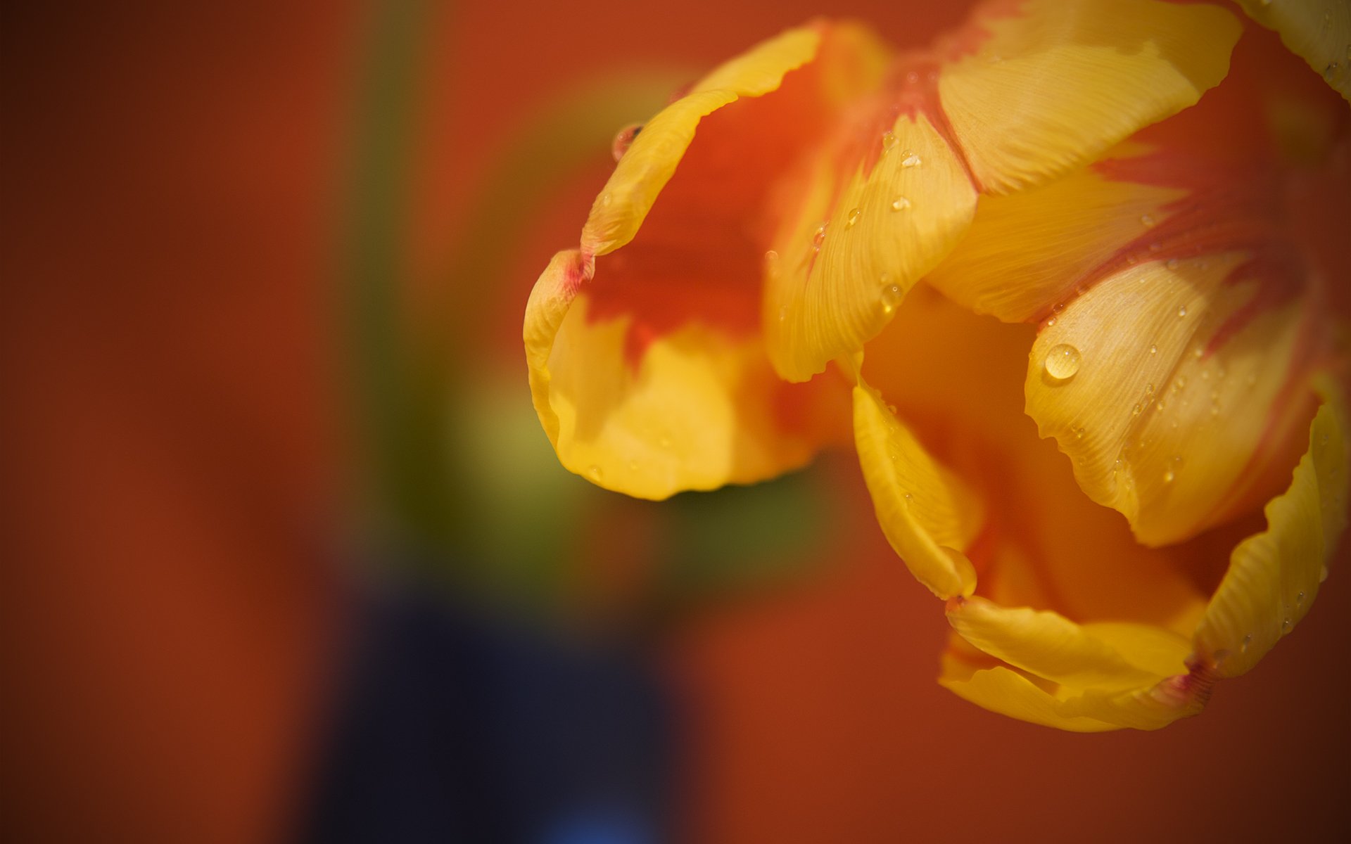 fleurs tulipes gouttes rosée gros plan