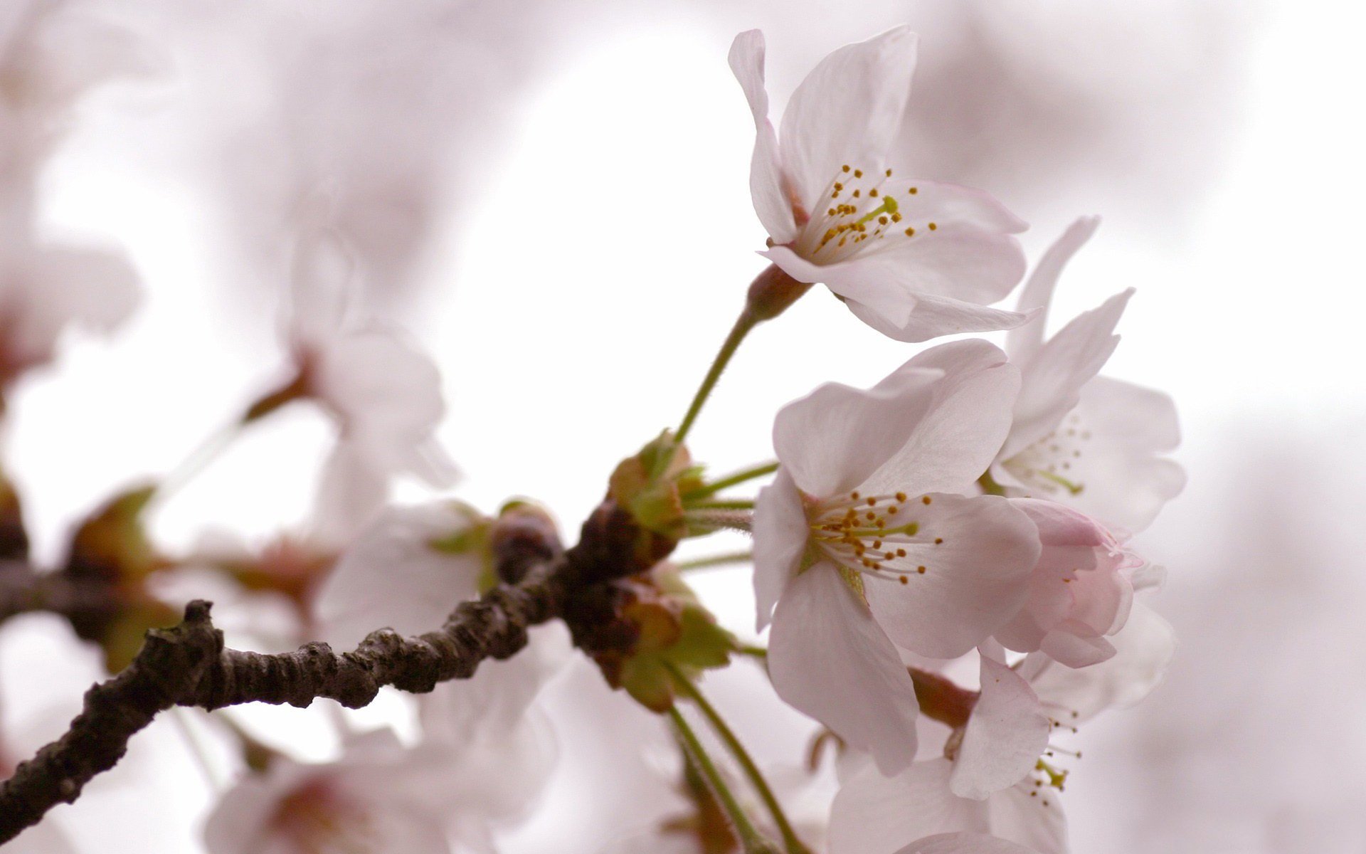 tree flowers spring