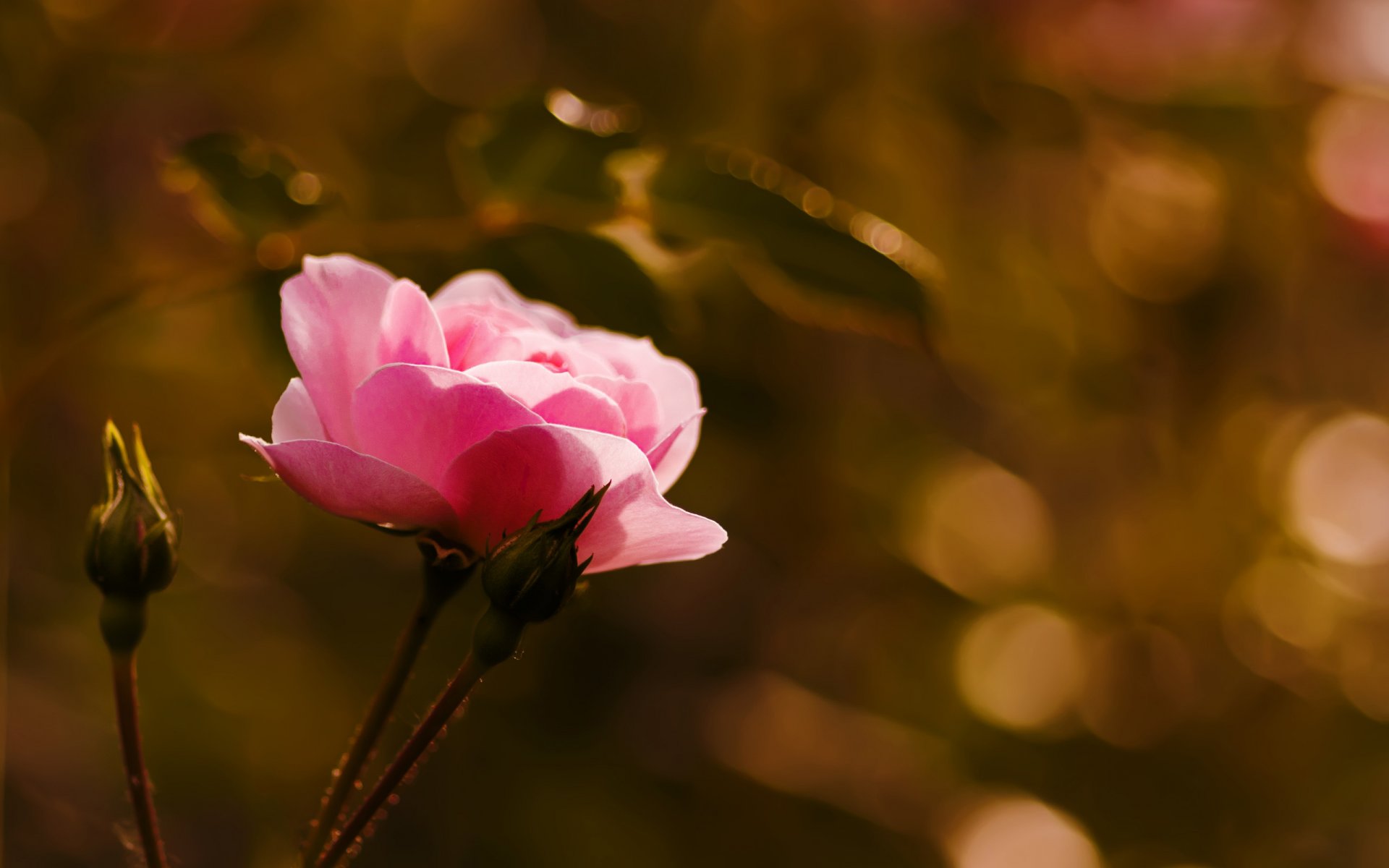 flower rose buds close up