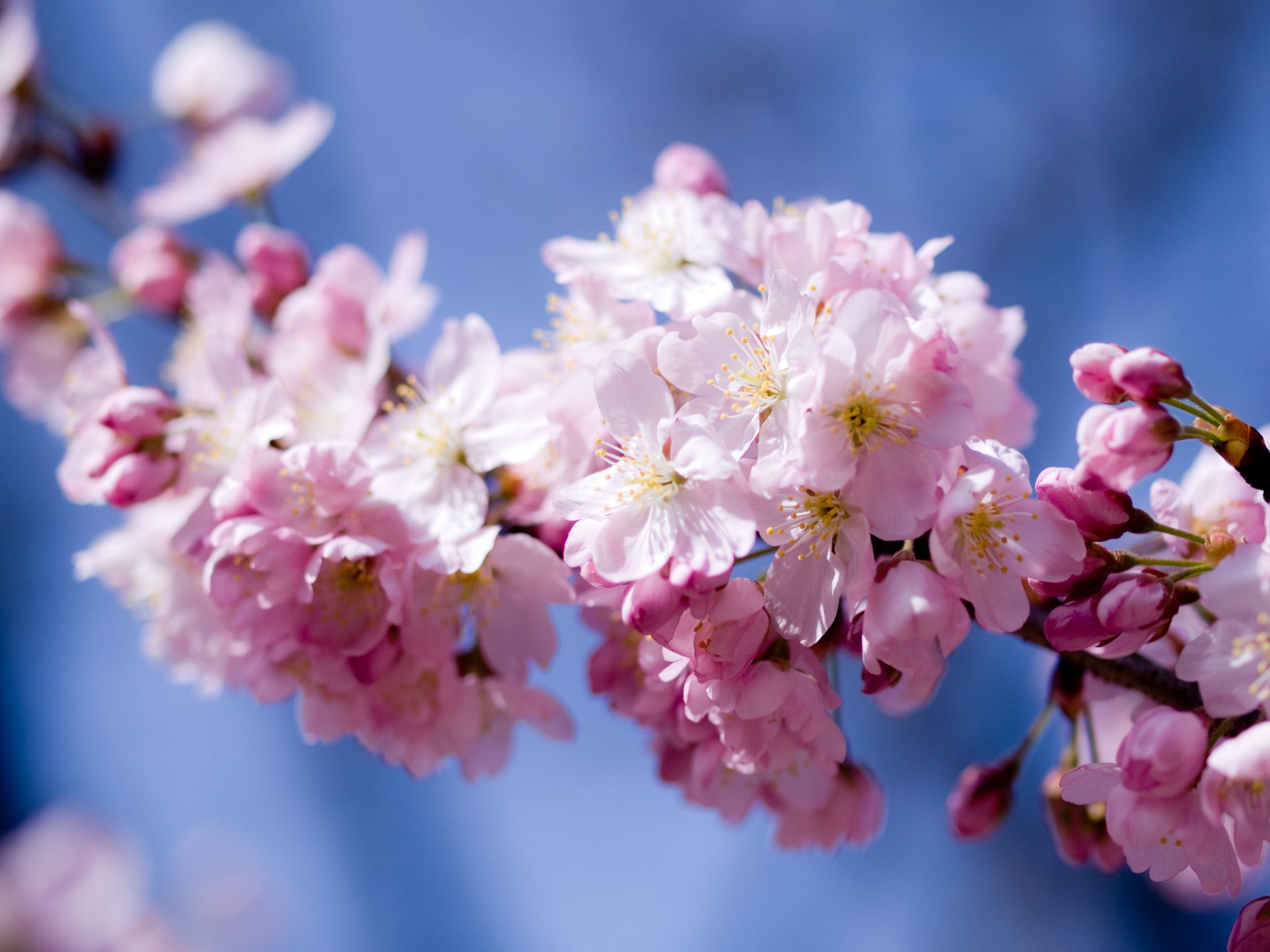 sakura wiśnia kwiat kwiaty płatki różowy niebo wiosna