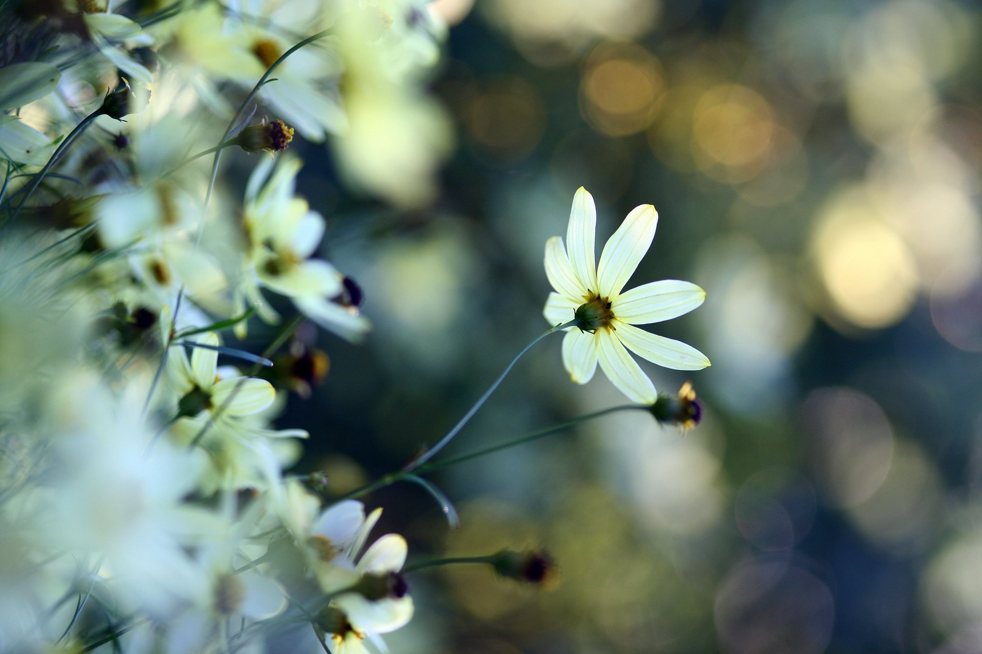 fleur blanc plantes éblouissement tendresse gros plan