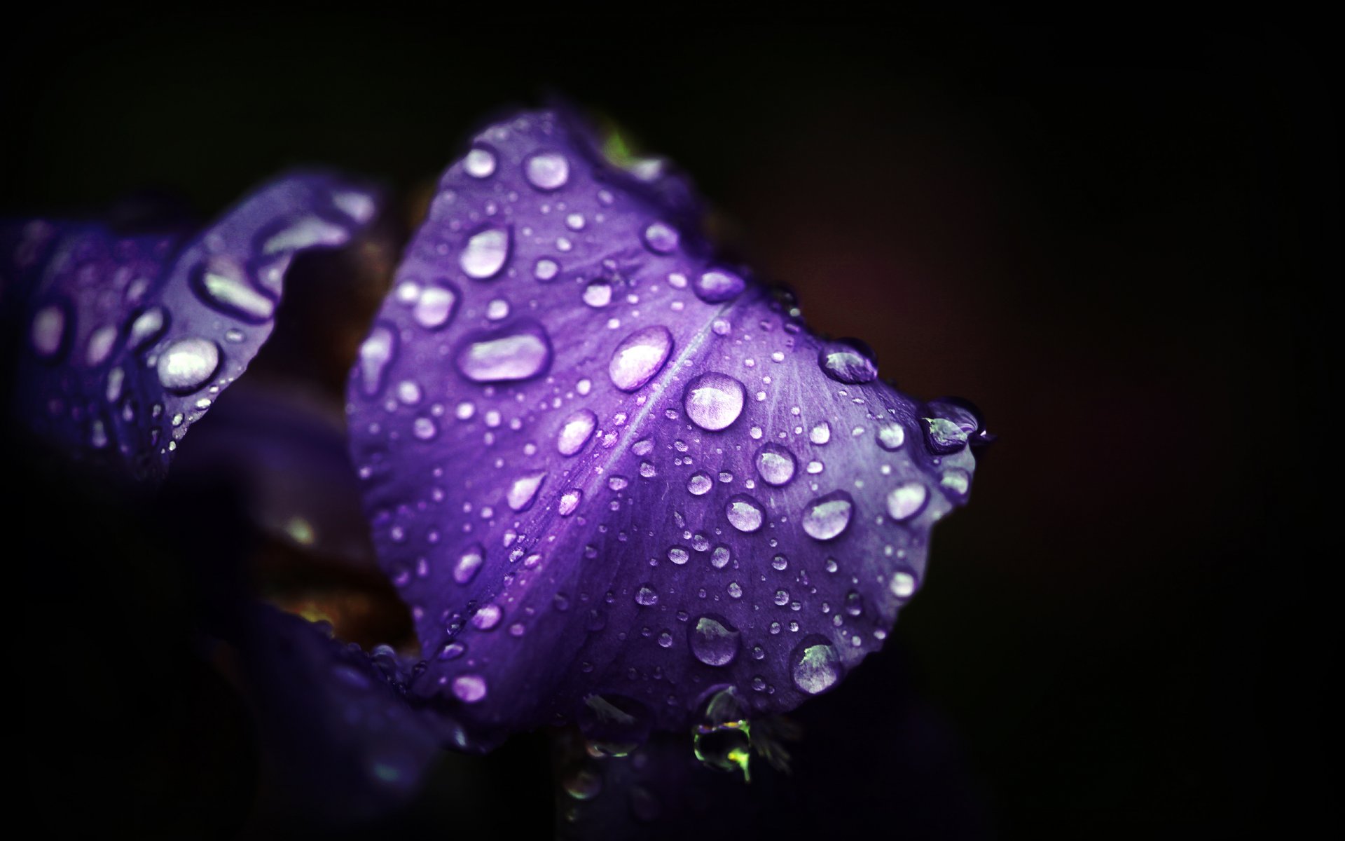 blumen makro natur foto