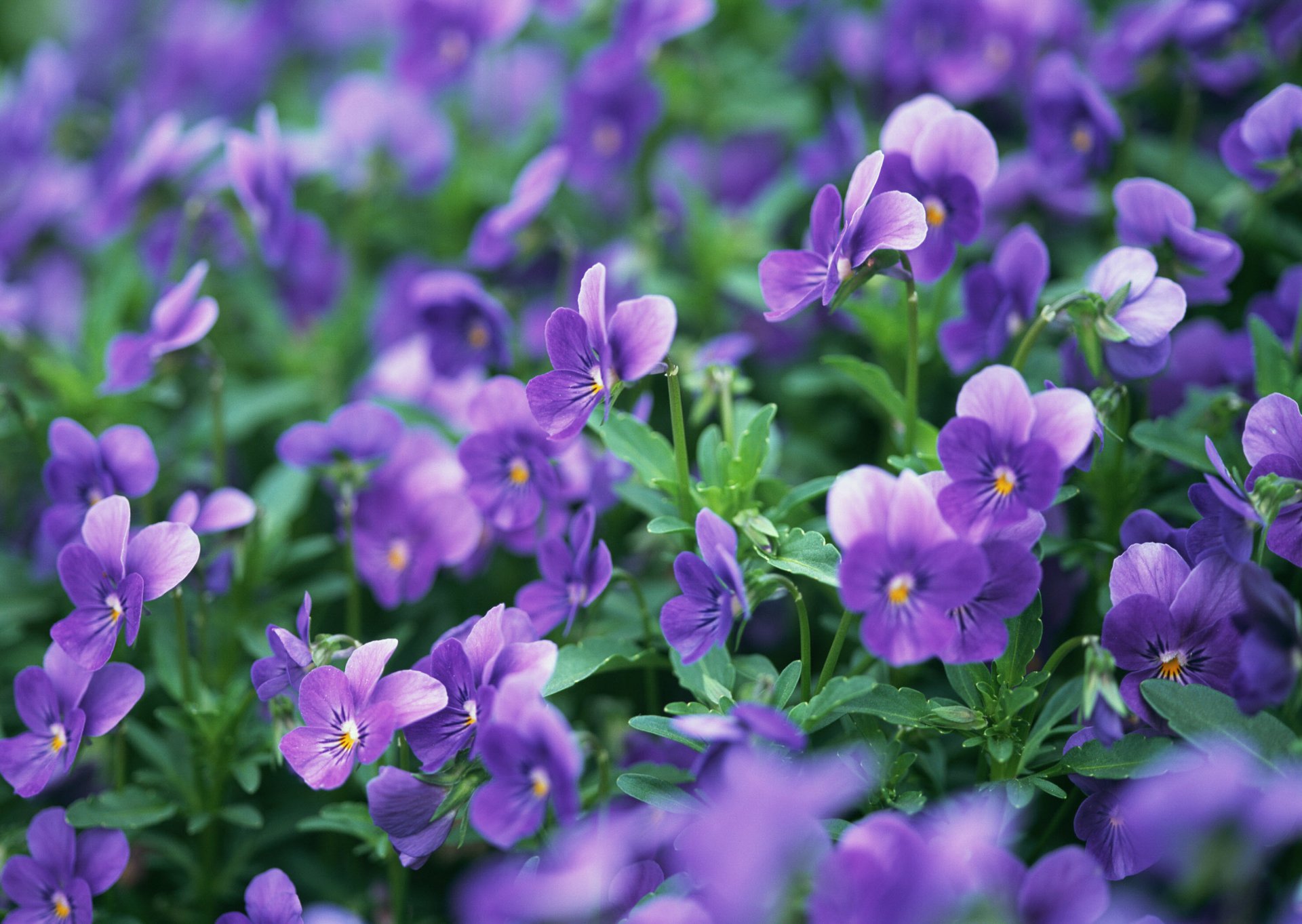 pansy flower purple field close up nature