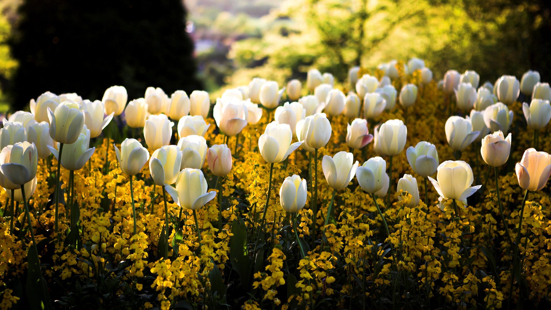 frühling park quadrat blumenbeet blumen weiß gelb tulpen farben unschärfe sonne licht blendung