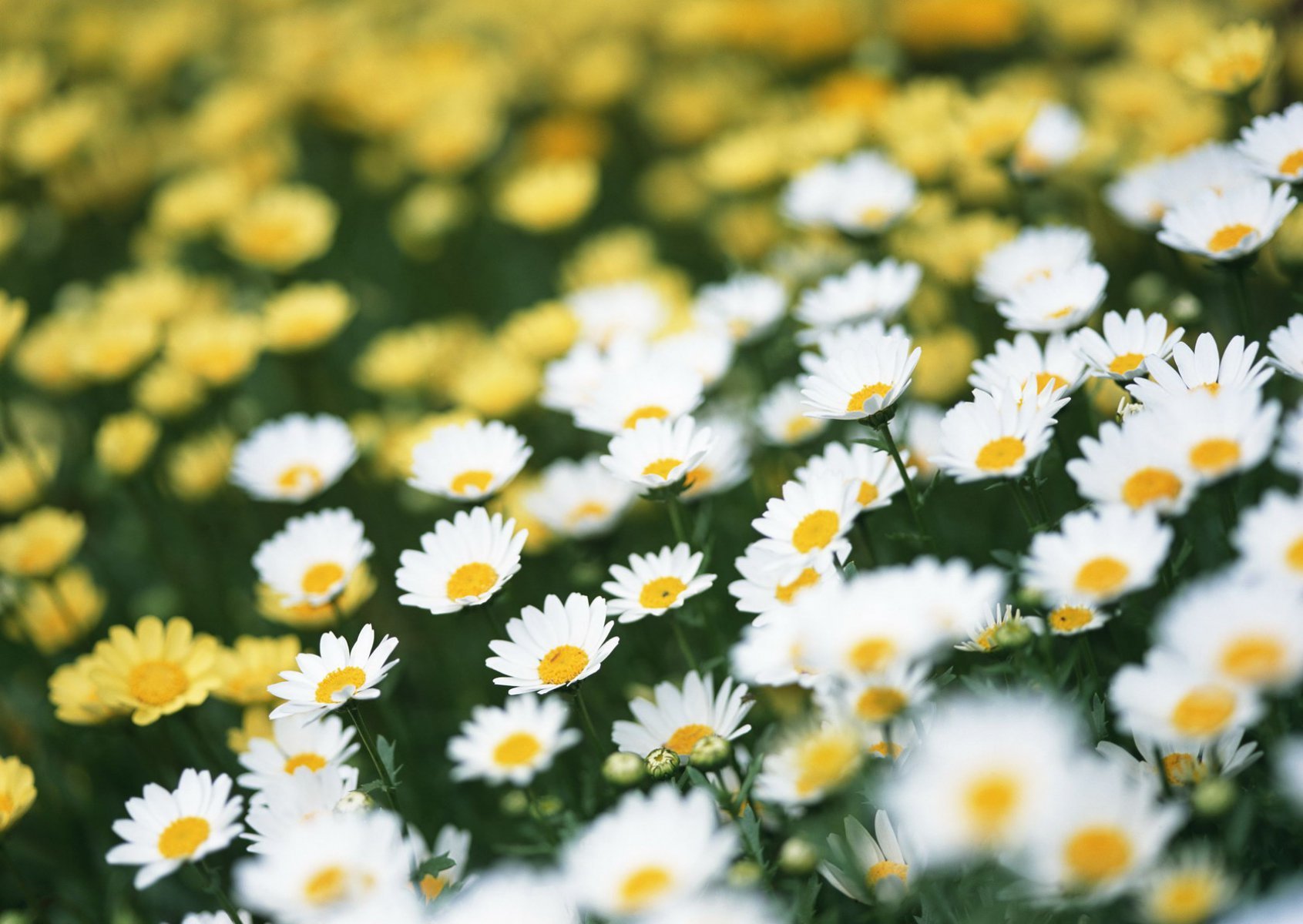 gänseblümchen feld sommer