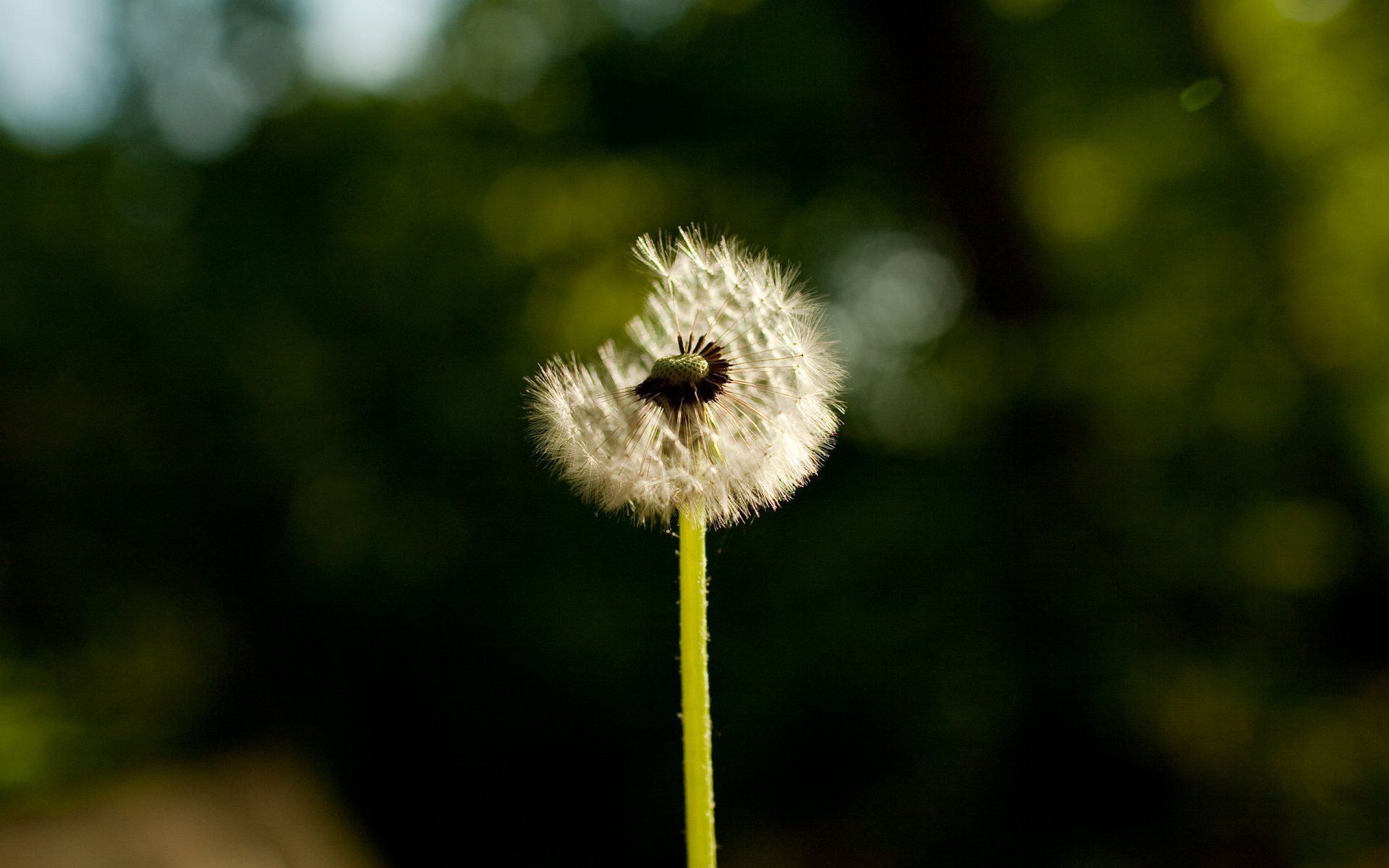 blumen makro-löwenzahn fotos natur