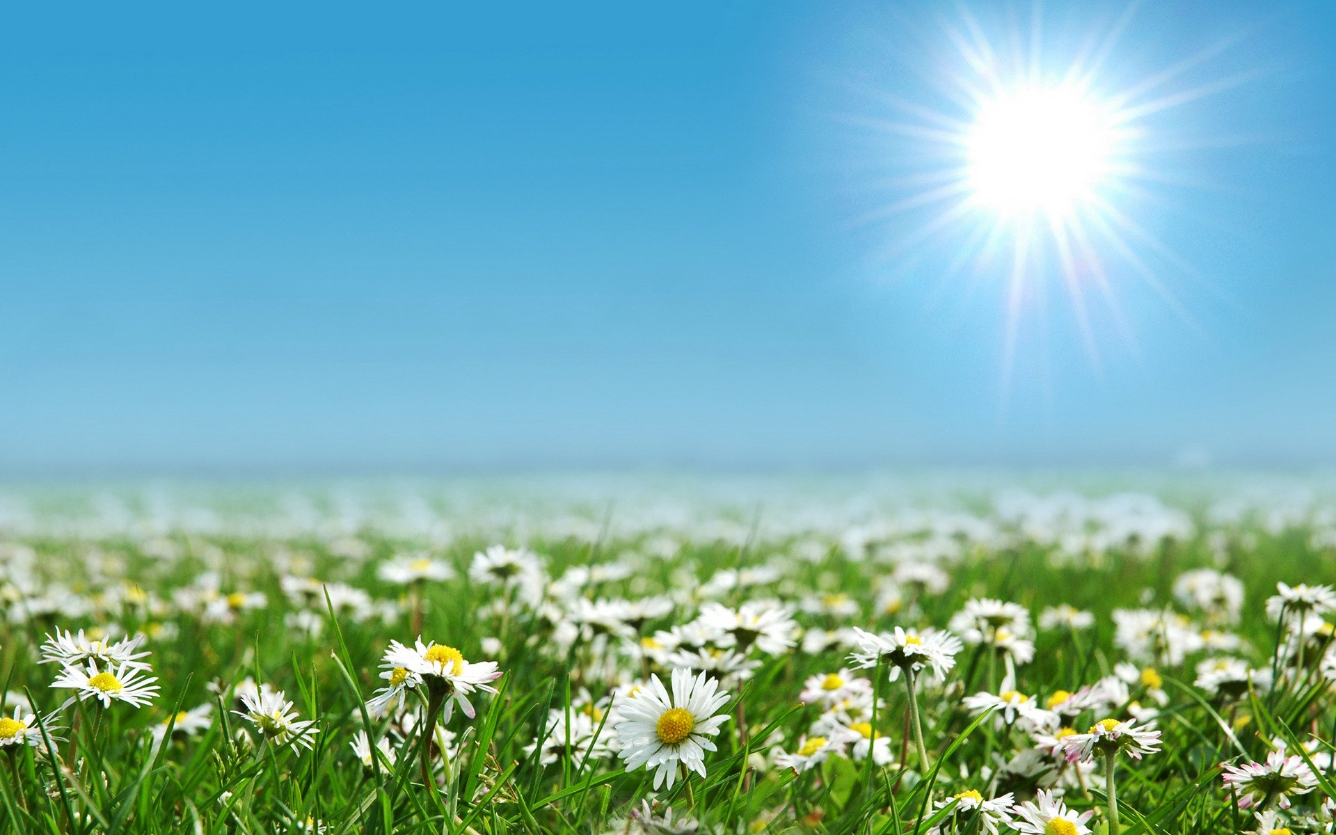 fiori radura campo campi sole natura paesaggio