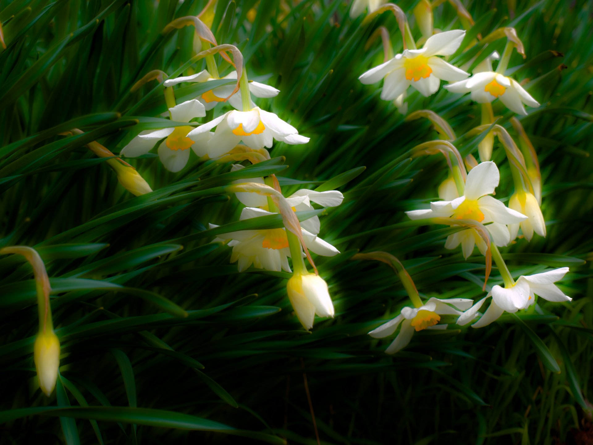 fiori narcisi natura primavera