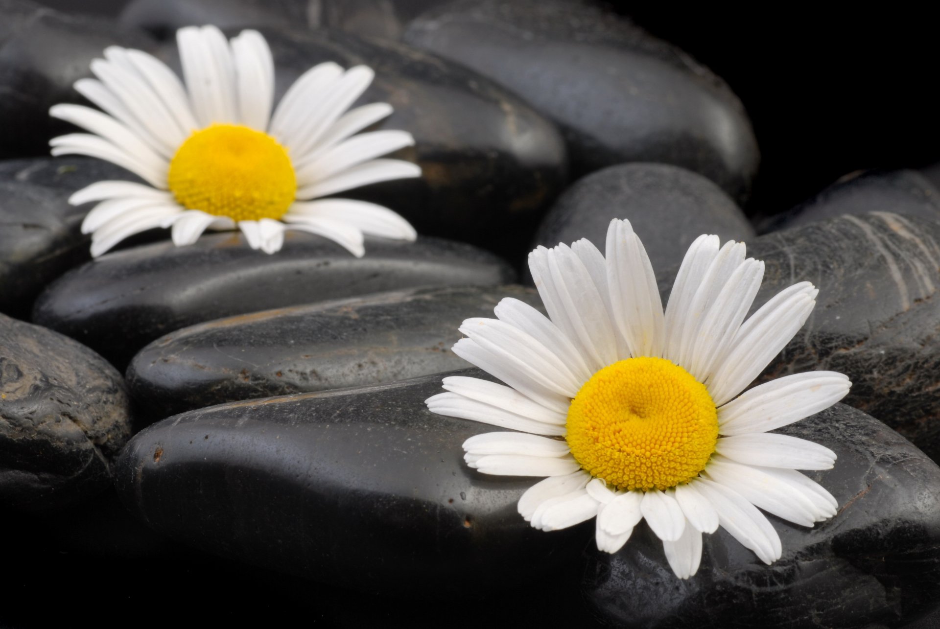 marguerites cailloux gros plan