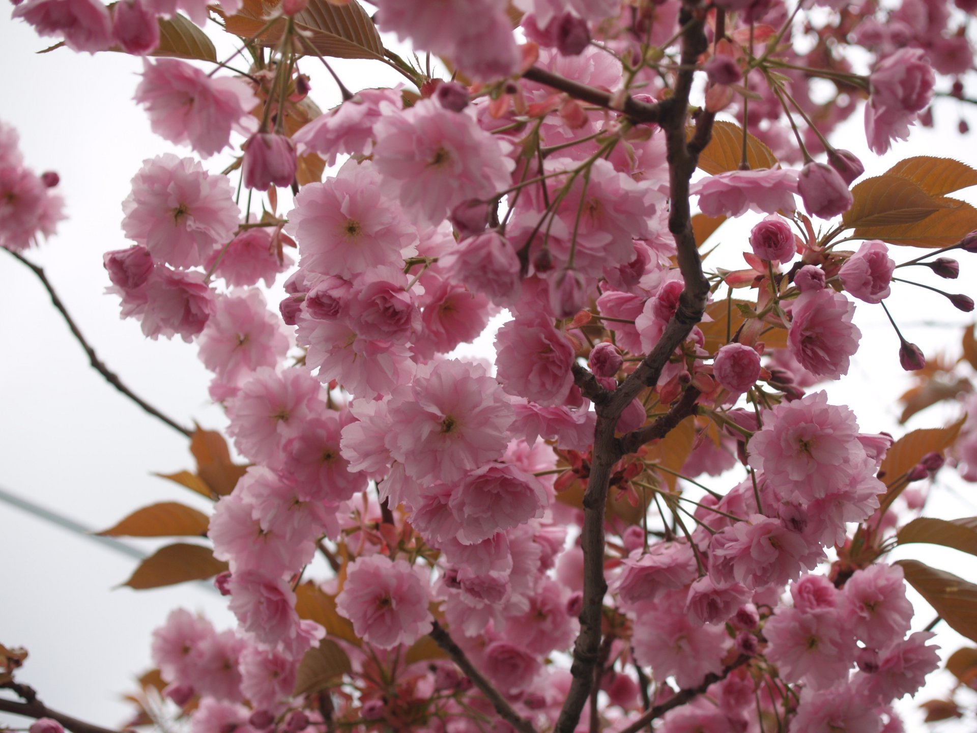 akura flower petals pink tree branch sky close up spring tender