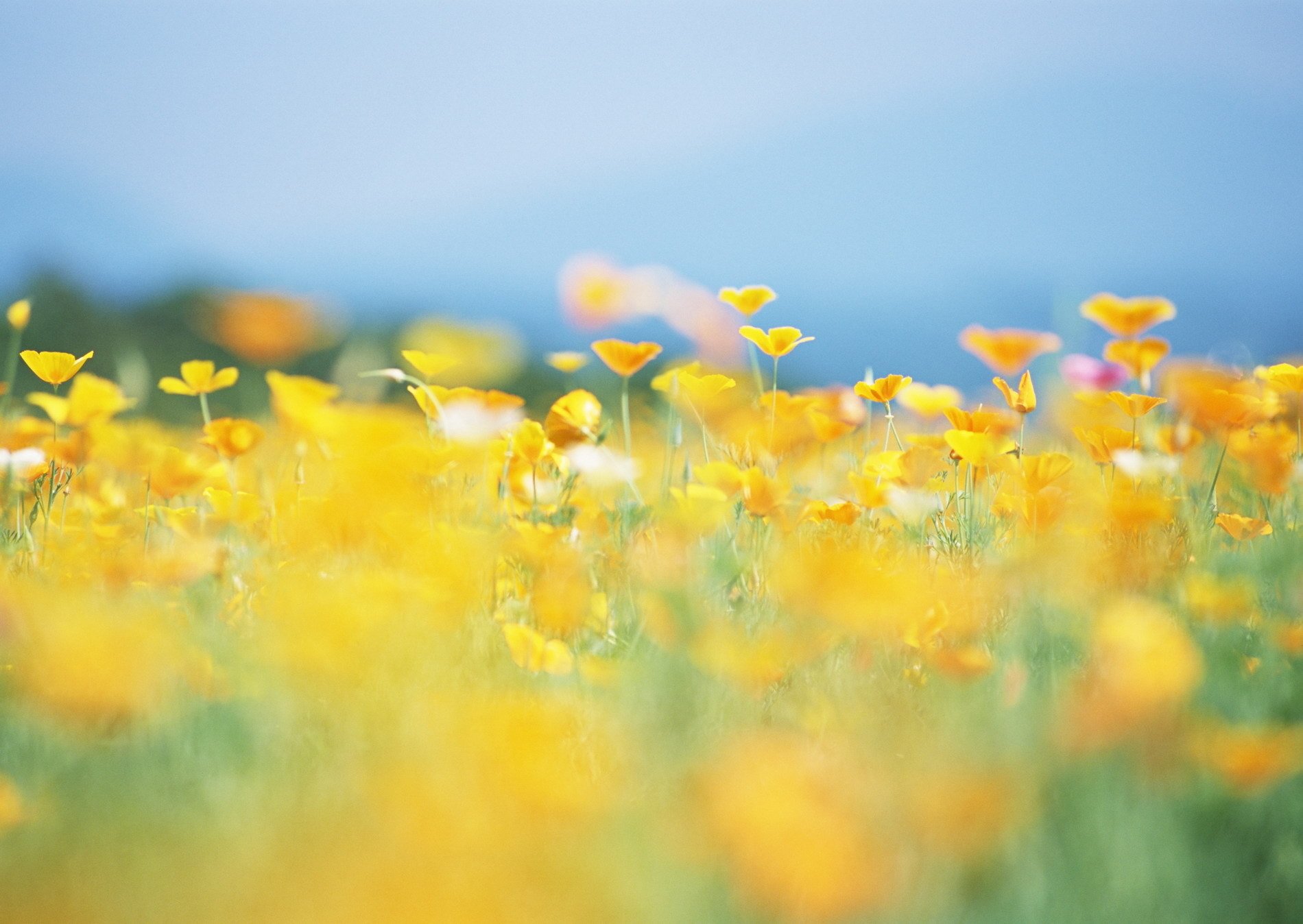 blumen gelb lichtung sommer sonne natur unschärfe