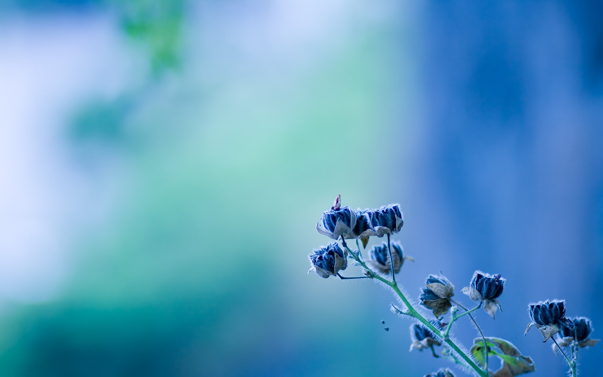 blume blau textur hellblau glocke