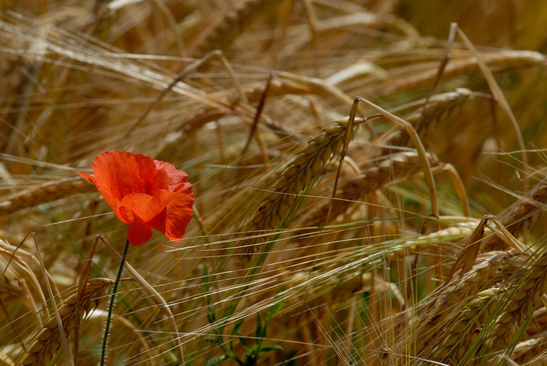 coquelicots champ épis