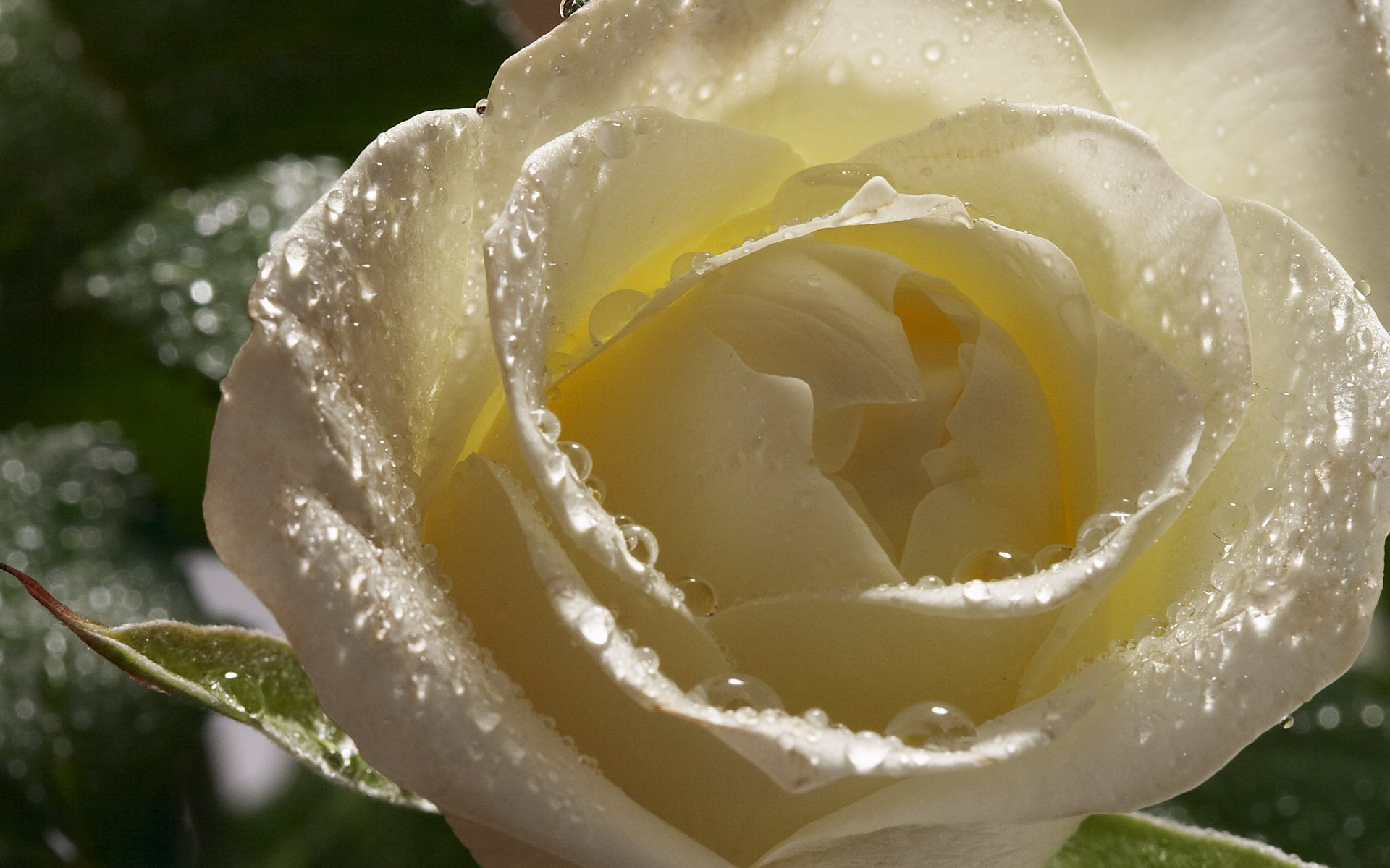 rose bud petals flower white drops rosa