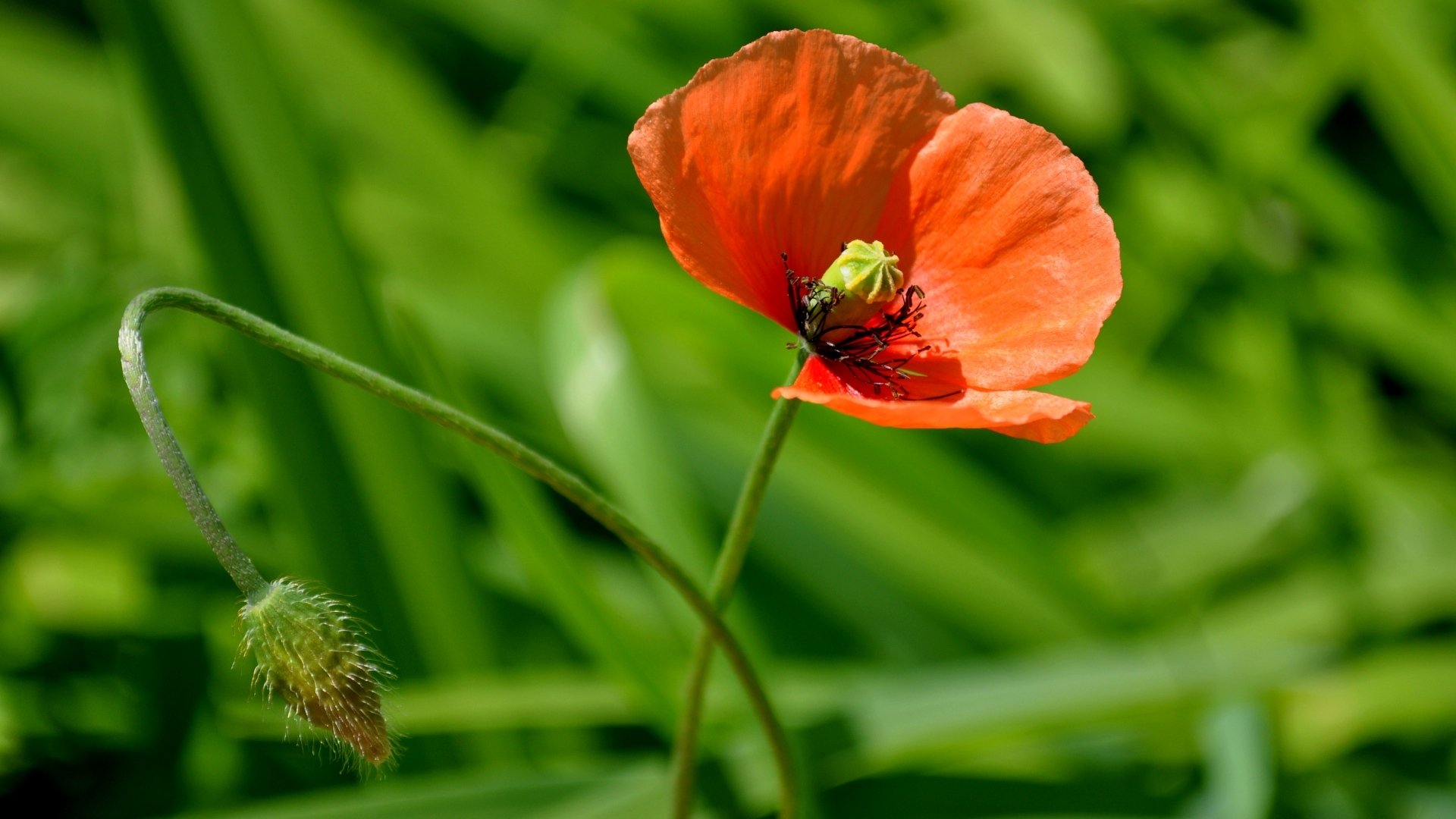 poppy flower close flowers nature