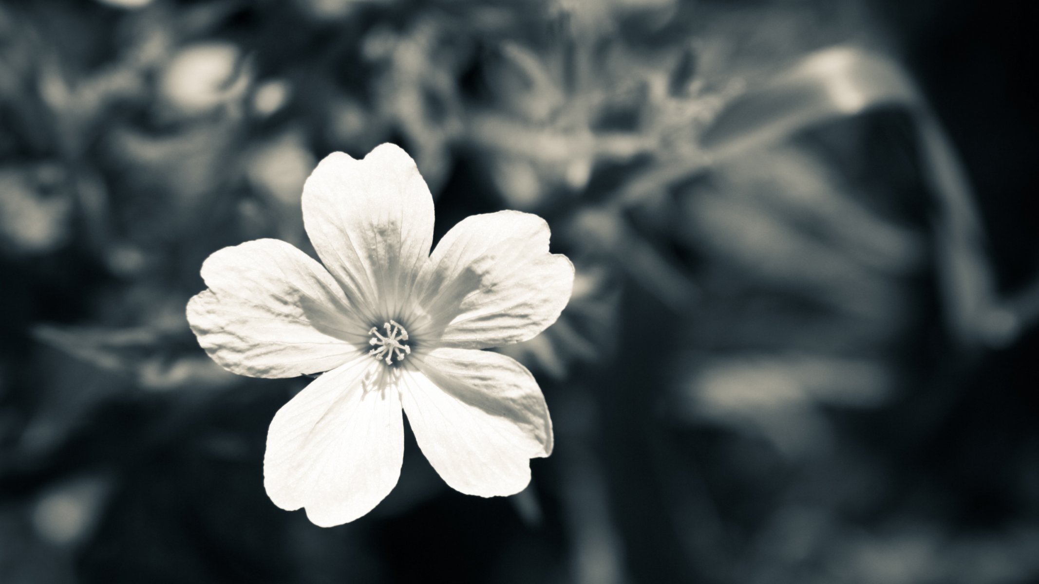 blanc macro gris