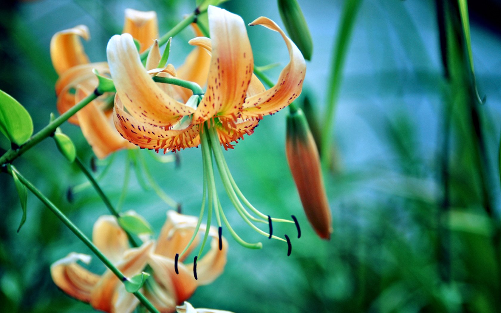 the stem orange pestle stamen