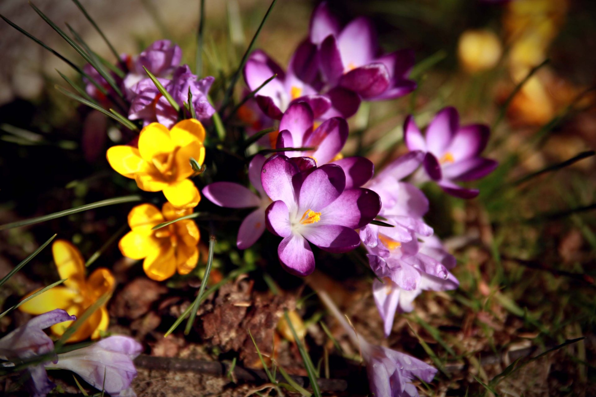 fleurs primevère crocus