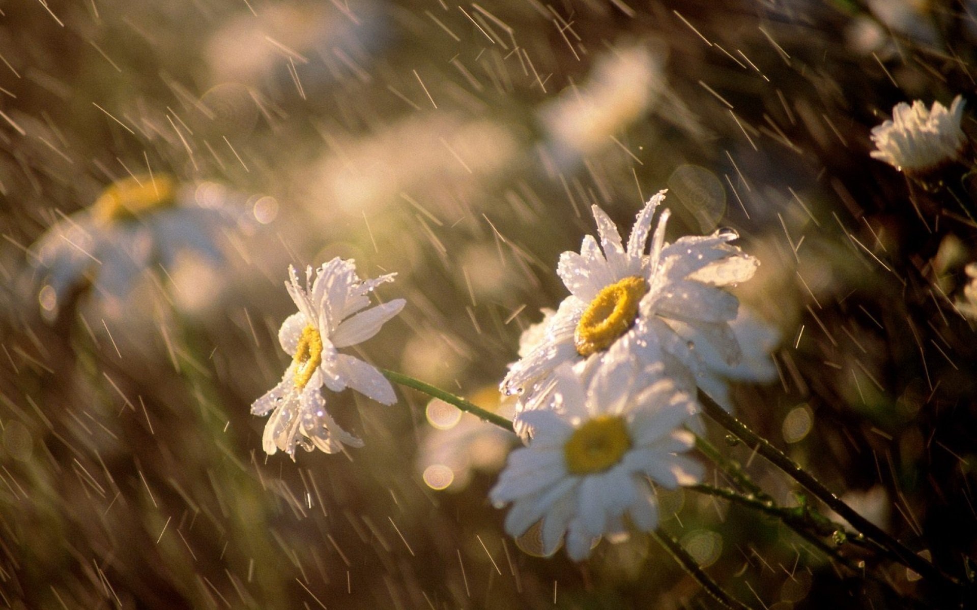 regen wind gänseblümchen blumen makro