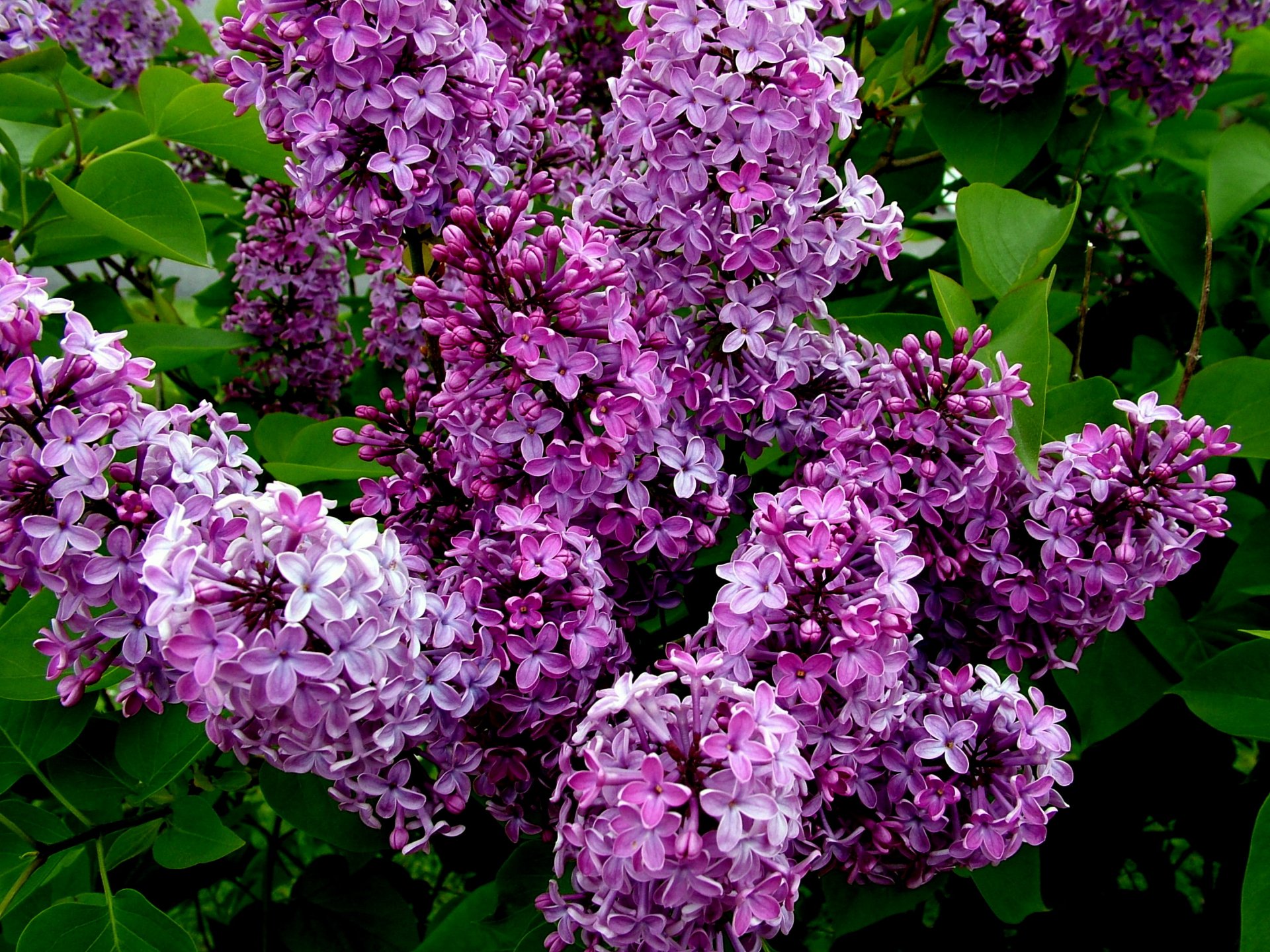 buissons lilas floraison