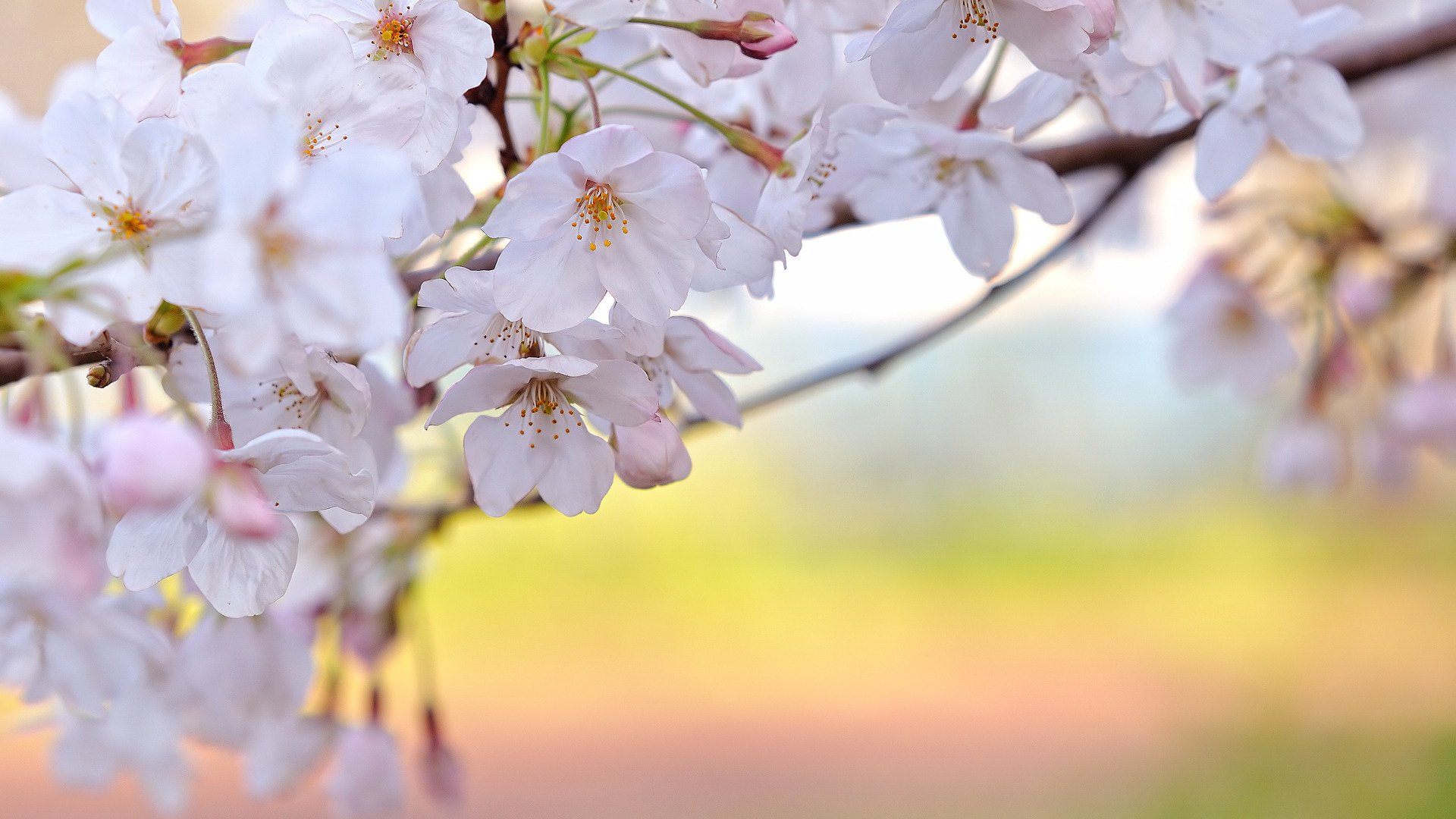 blüte kirsche weiße blütenblätter zweige frühling frische