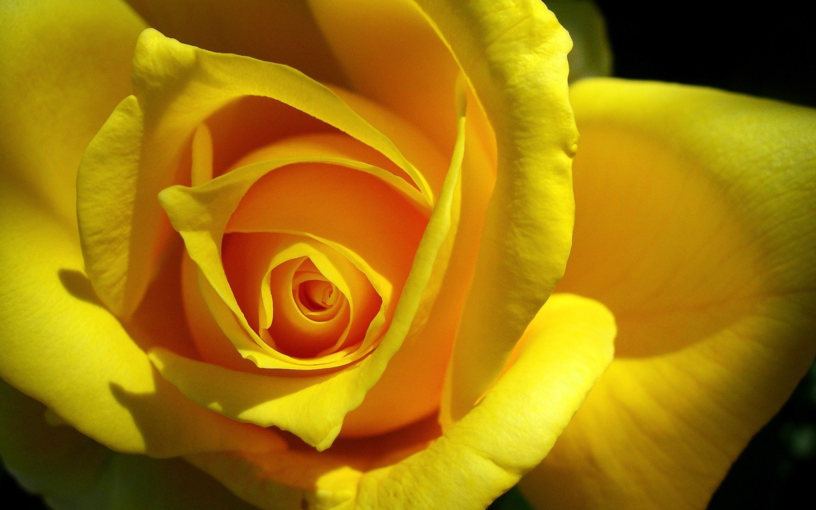 flower rose macro roses nature macro photo