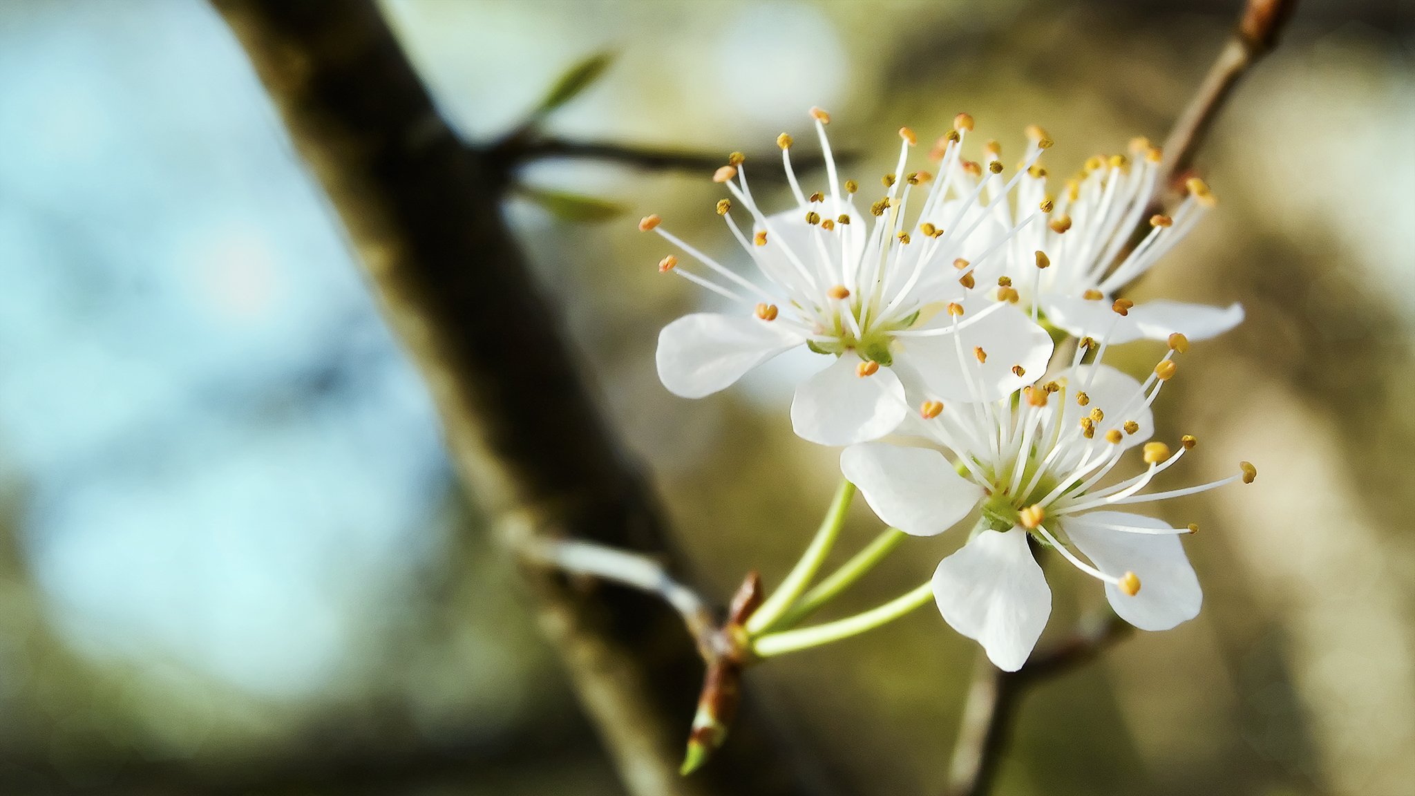 trio schneeweiß blüte