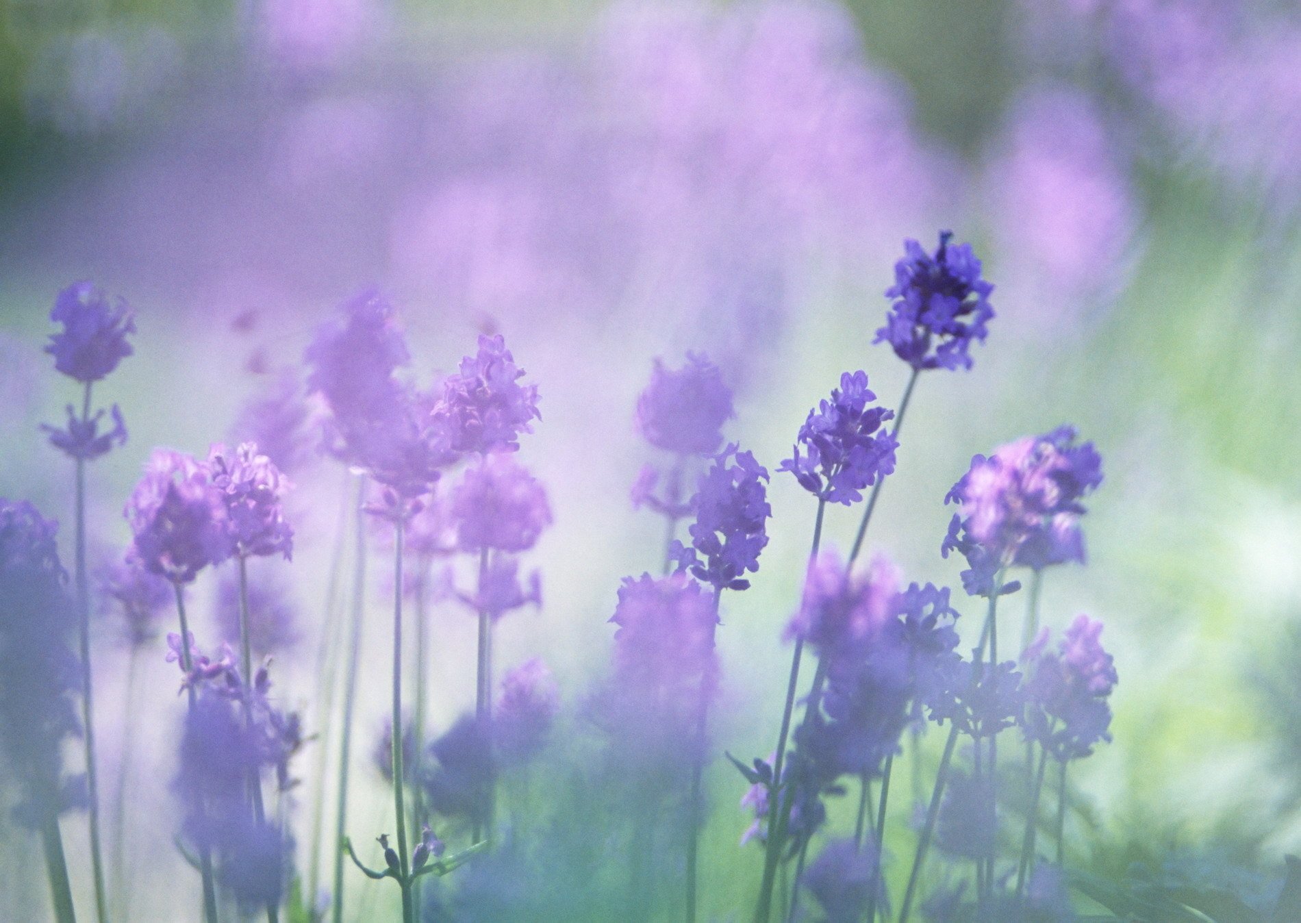 lavande fleurs couleur lilas flou