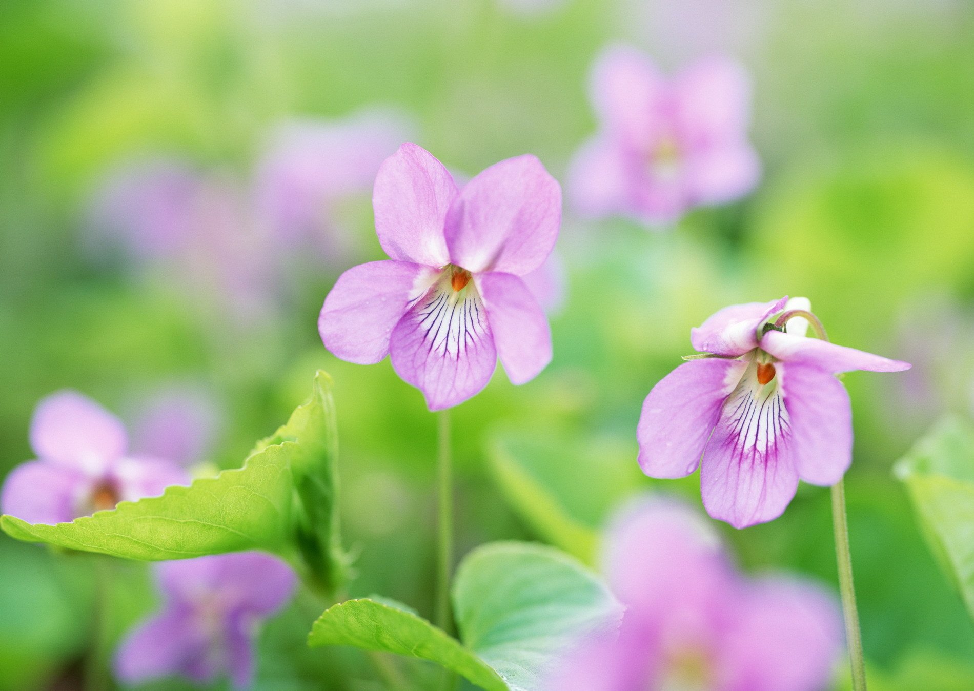 flores vegetación primavera ternura