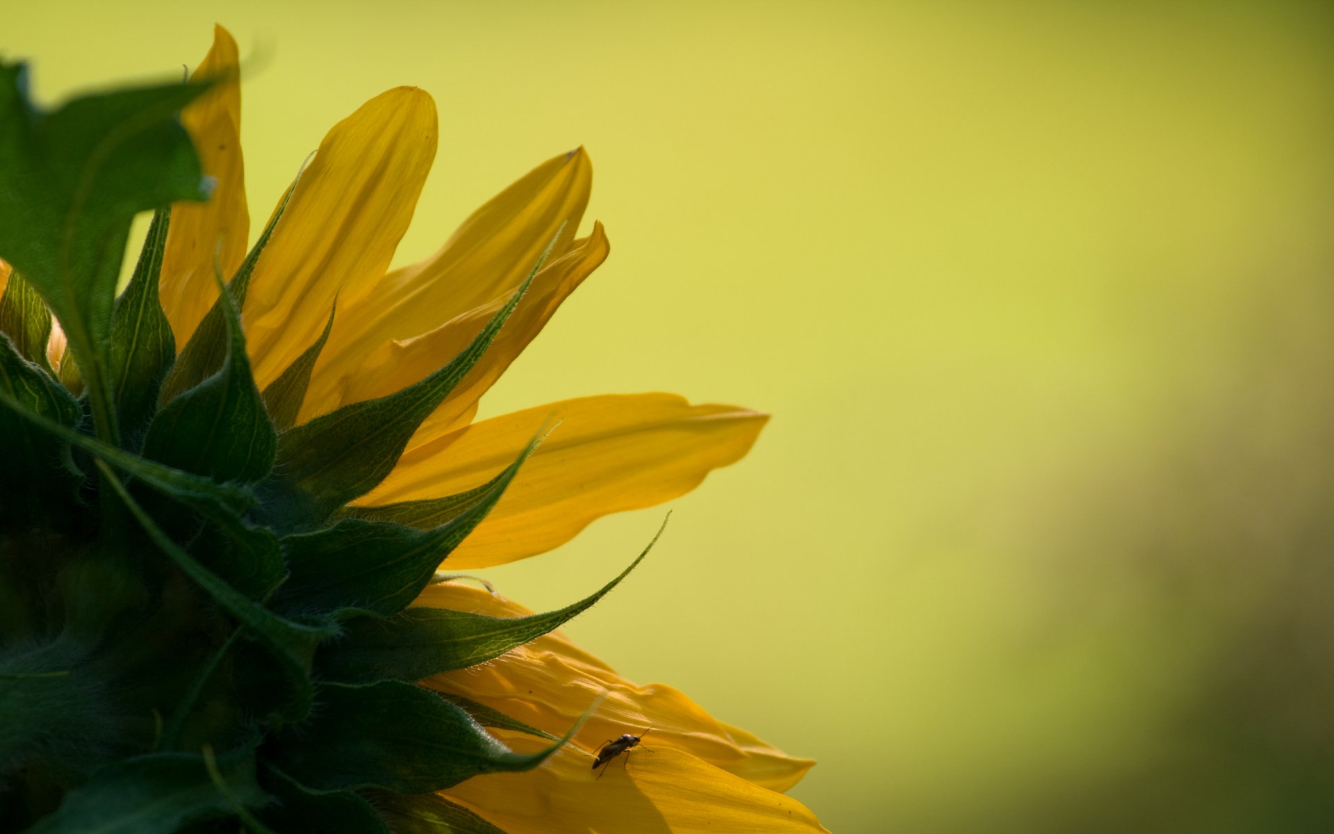 unflower nature closeup