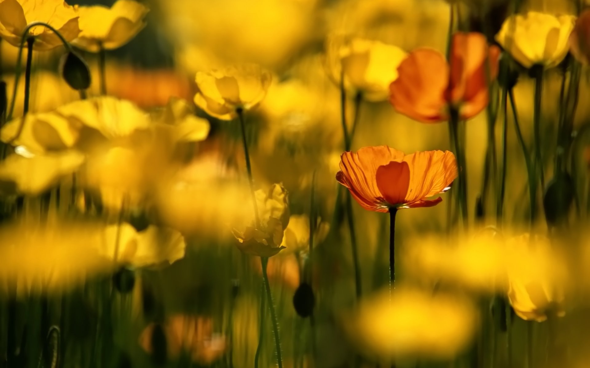 fleur fleurs jaune